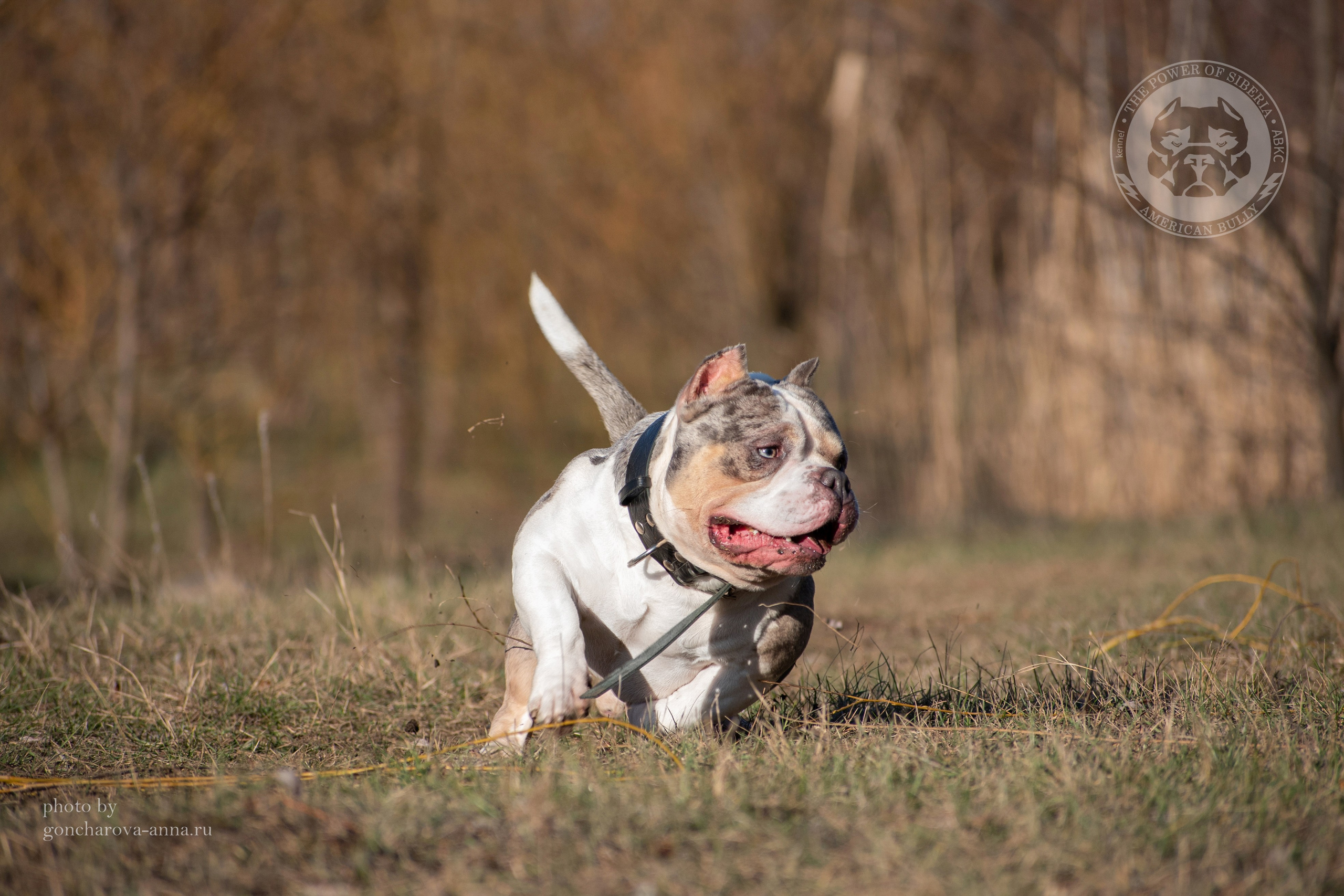 продажа щенков Амубулли в минске