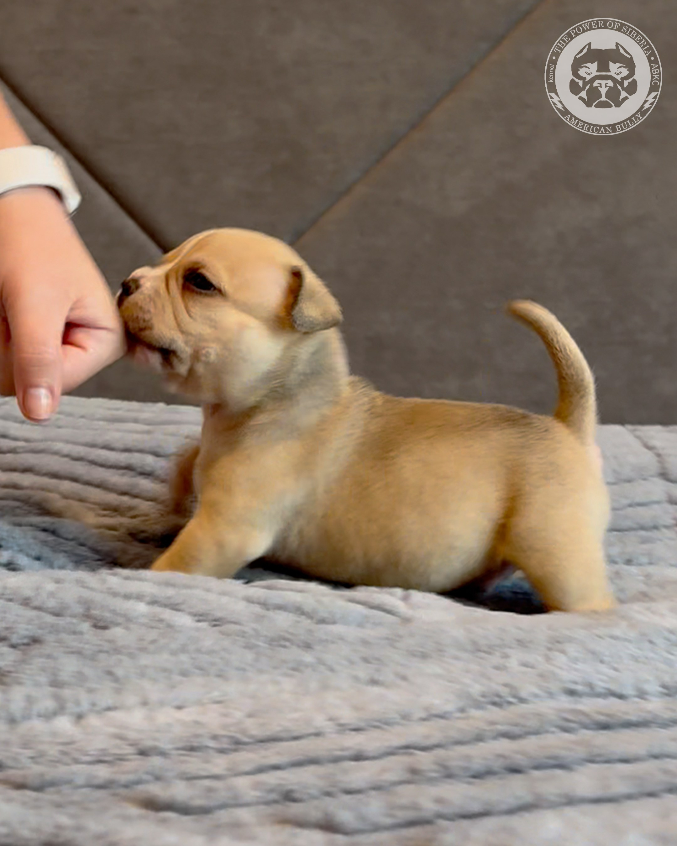 Свободные щенки Американский Булли, в типах покет, классик, стандарт. Американский Булли в г. Ростов-на-Дону. Питомник THE POWER OF SIBERIA