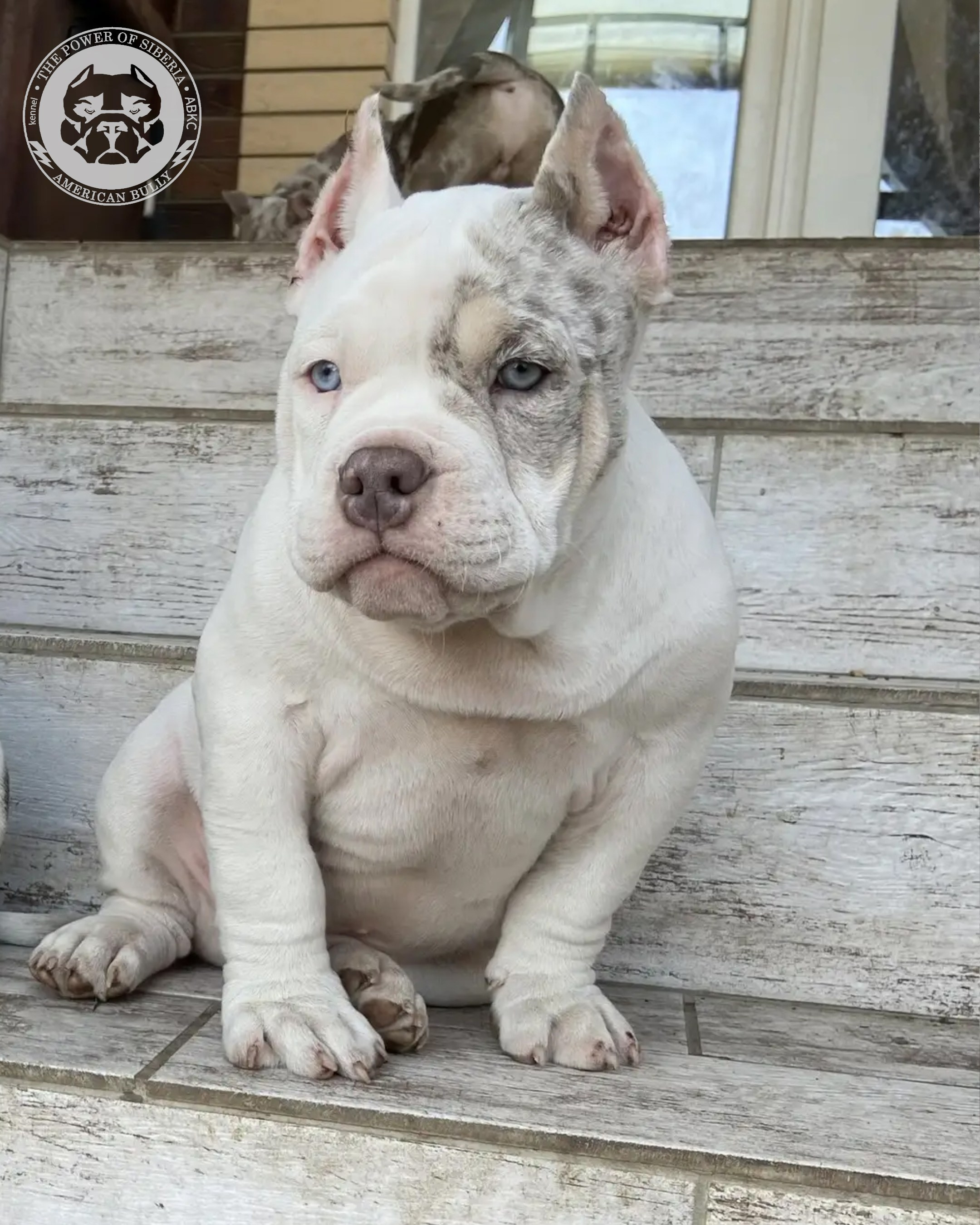 Свободные щенки Американский Булли, в типах покет, классик, стандарт. Американский Булли в г. Ростов-на-Дону. Питомник THE POWER OF SIBERIA