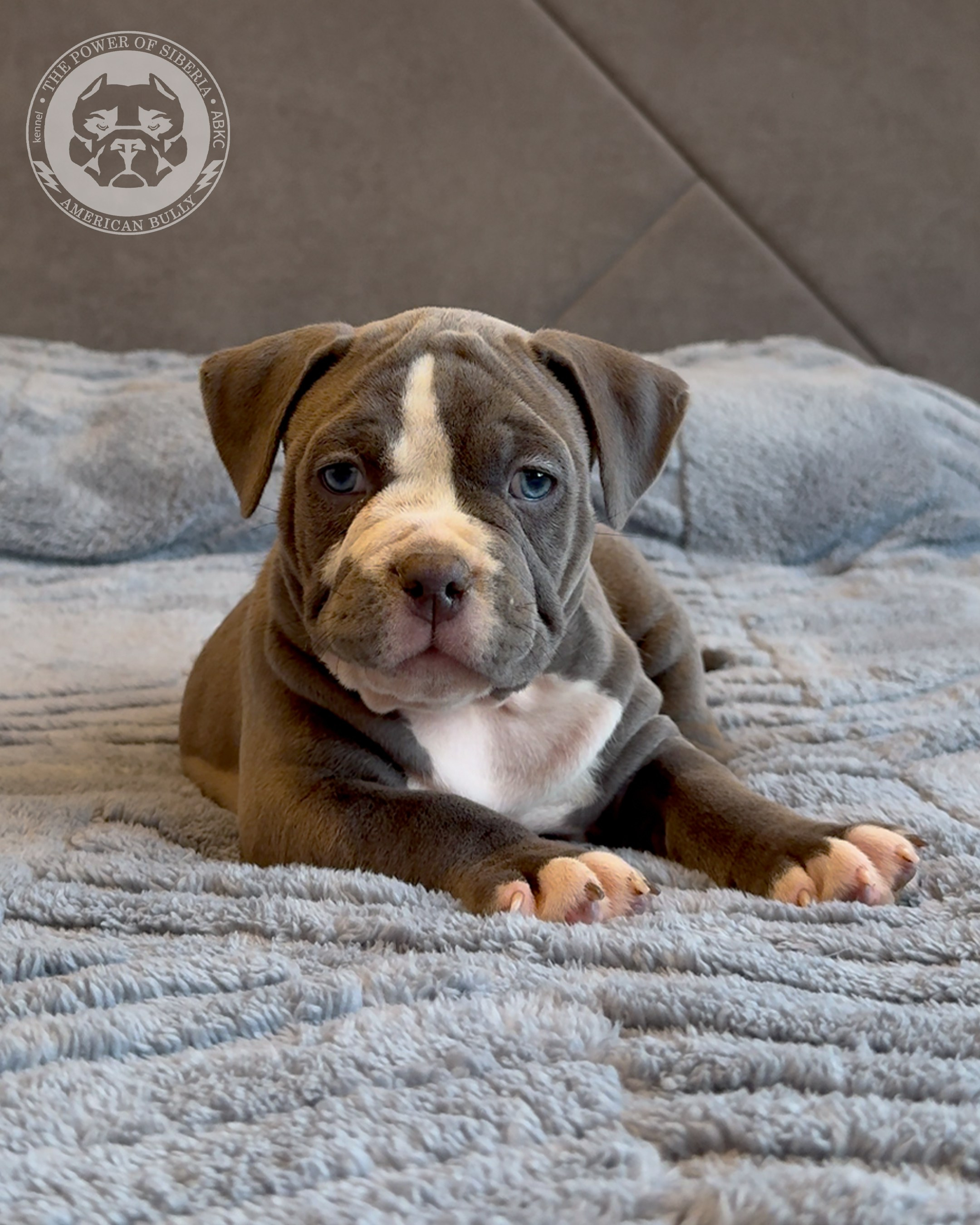 Свободные щенки Американский Булли, в типах покет, классик, стандарт. Американский Булли в г. Ростов-на-Дону. Питомник THE POWER OF SIBERIA