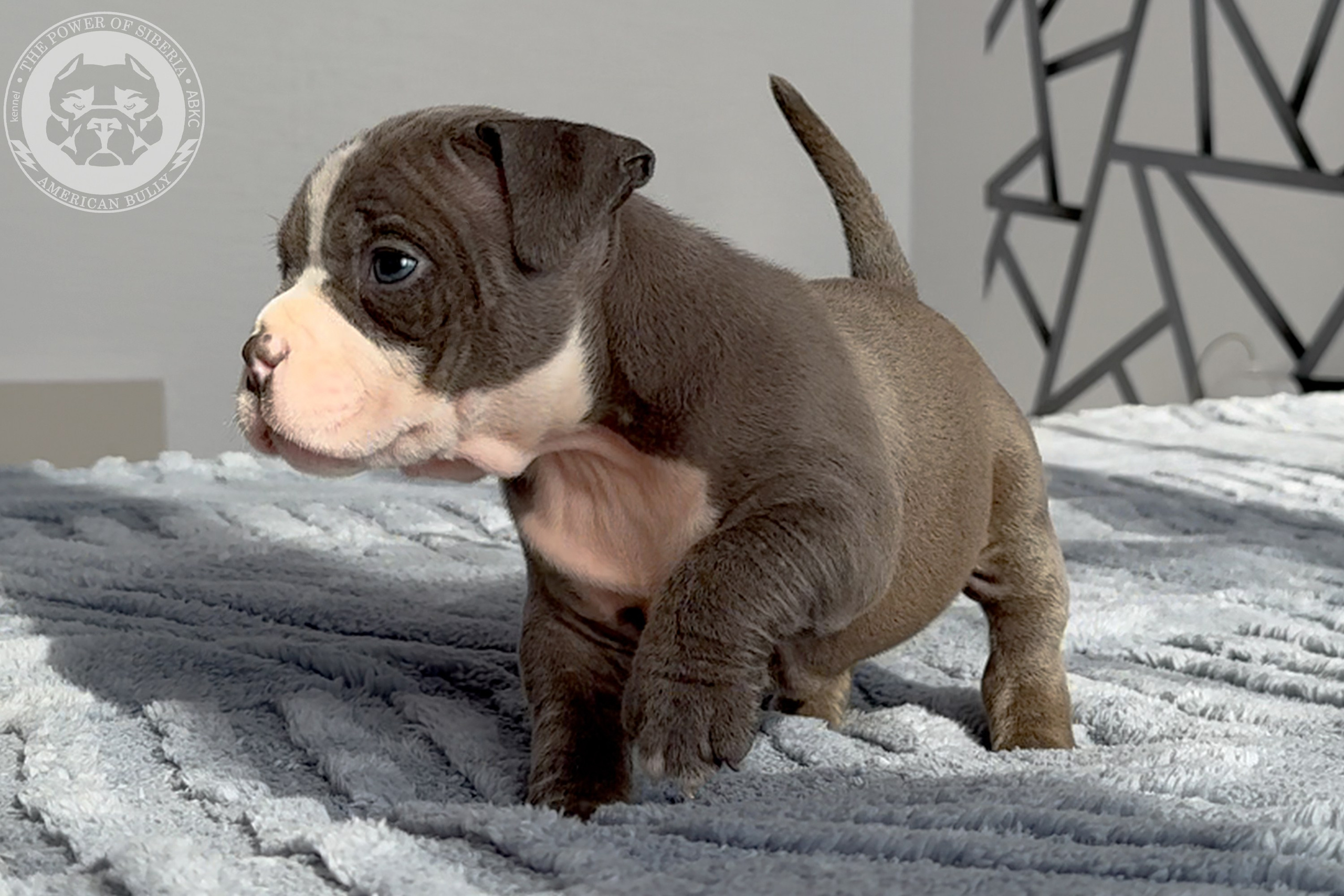 Свободные щенки Американский Булли стандарт и Свободные щенки Американский Булли классик. Американский Булли в г. Ростов-на-Дону. Питомник THE POWER OF SIBERIA