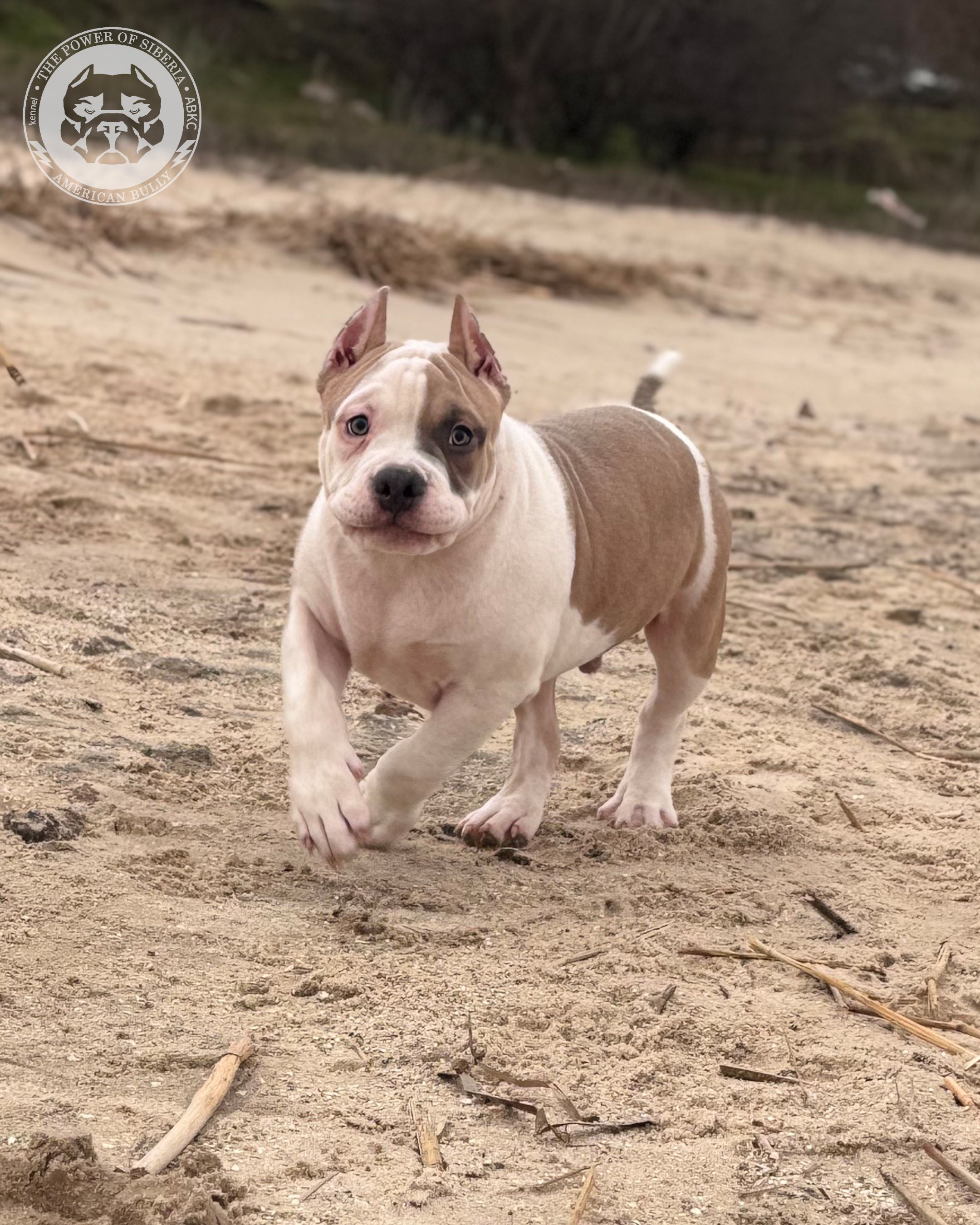 Свободные щенки Американский Булли, в типах покет, классик, стандарт. Американский Булли в г. Ростов-на-Дону. Питомник THE POWER OF SIBERIA
