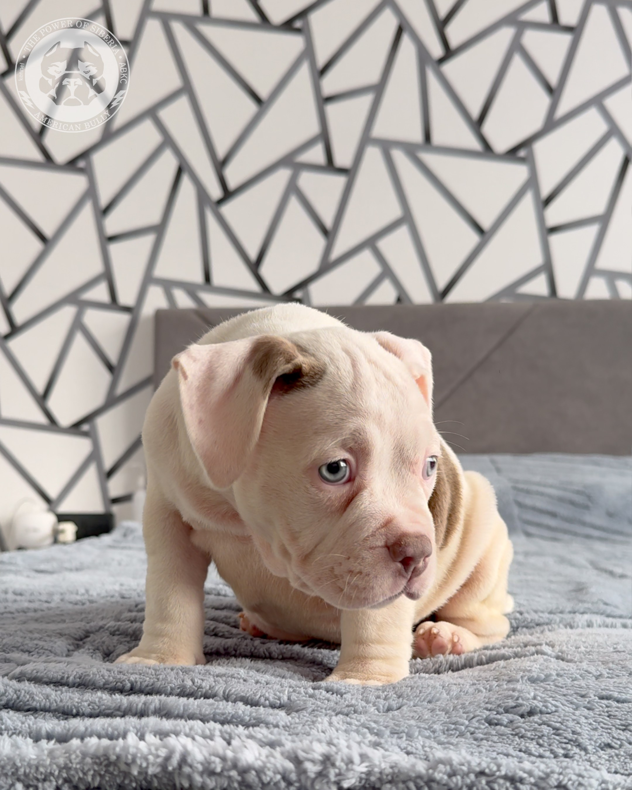Свободные щенки Американский Булли, в типах покет, классик, стандарт. Американский Булли в г. Ростов-на-Дону. Питомник THE POWER OF SIBERIA