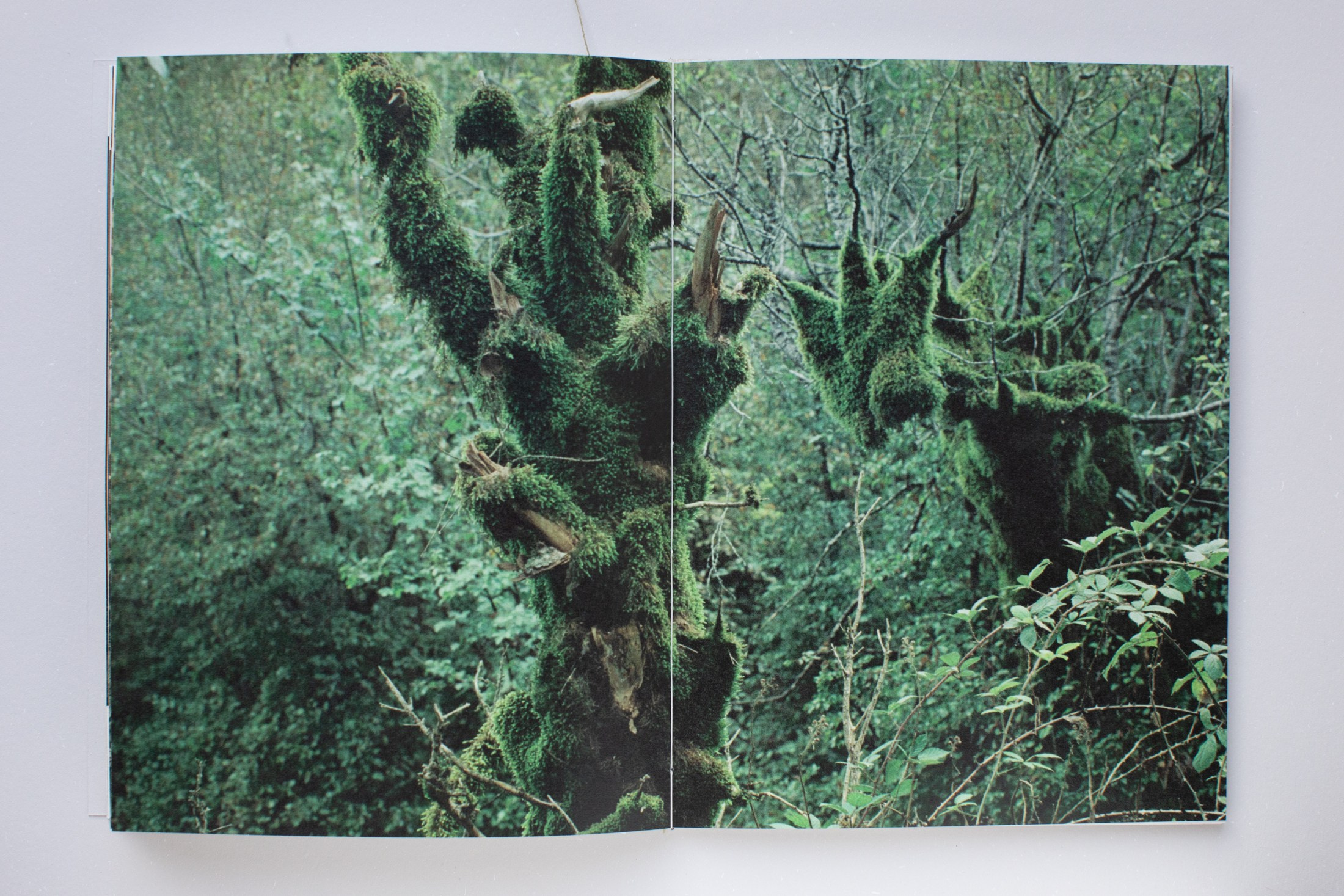 Зин «Про деревья, насекомых и людей». Natalya Madilyan