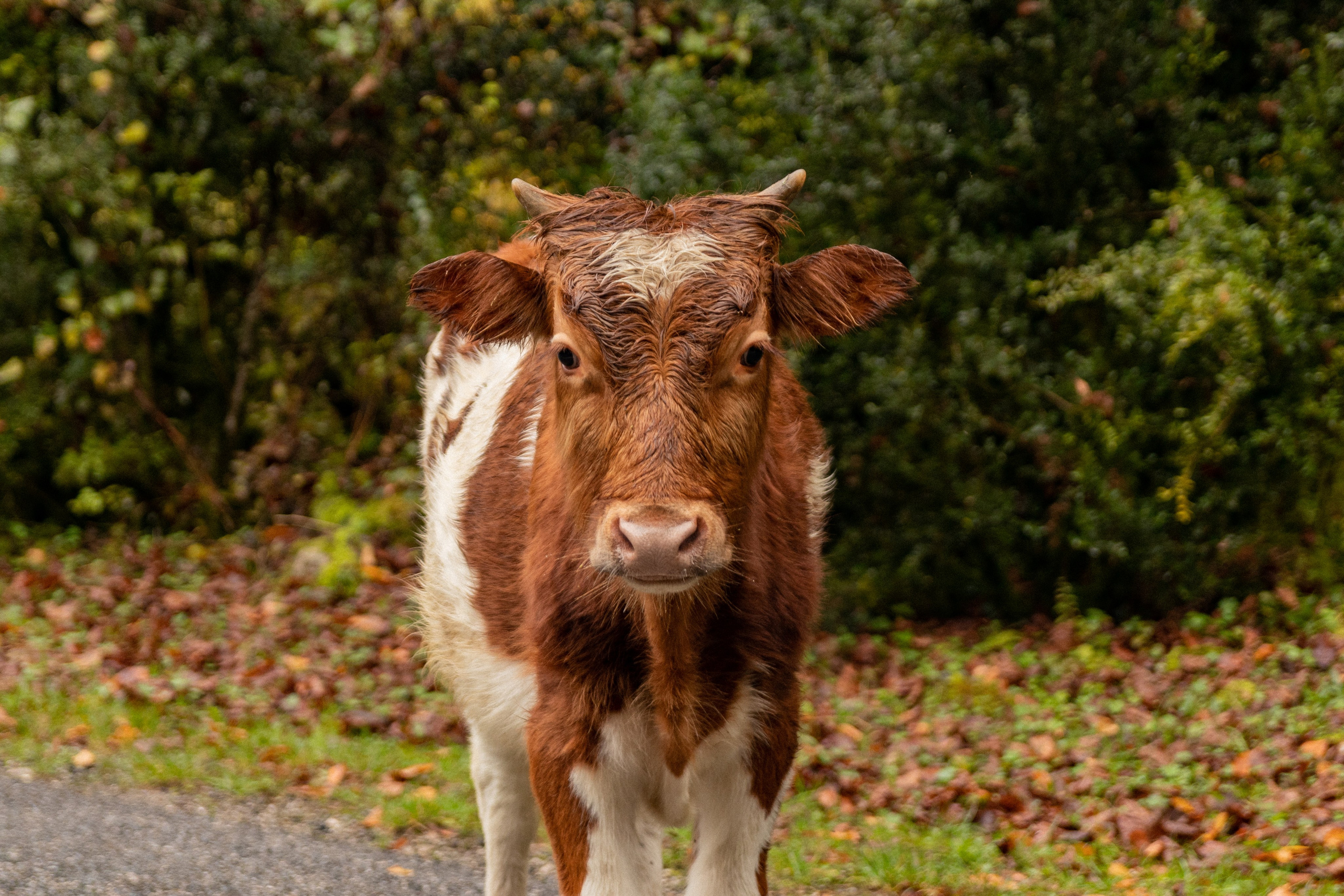 Абхазия. Фотограф Севастополь, Крым. Портретный и репортажный фотограф Коваленко Антонина