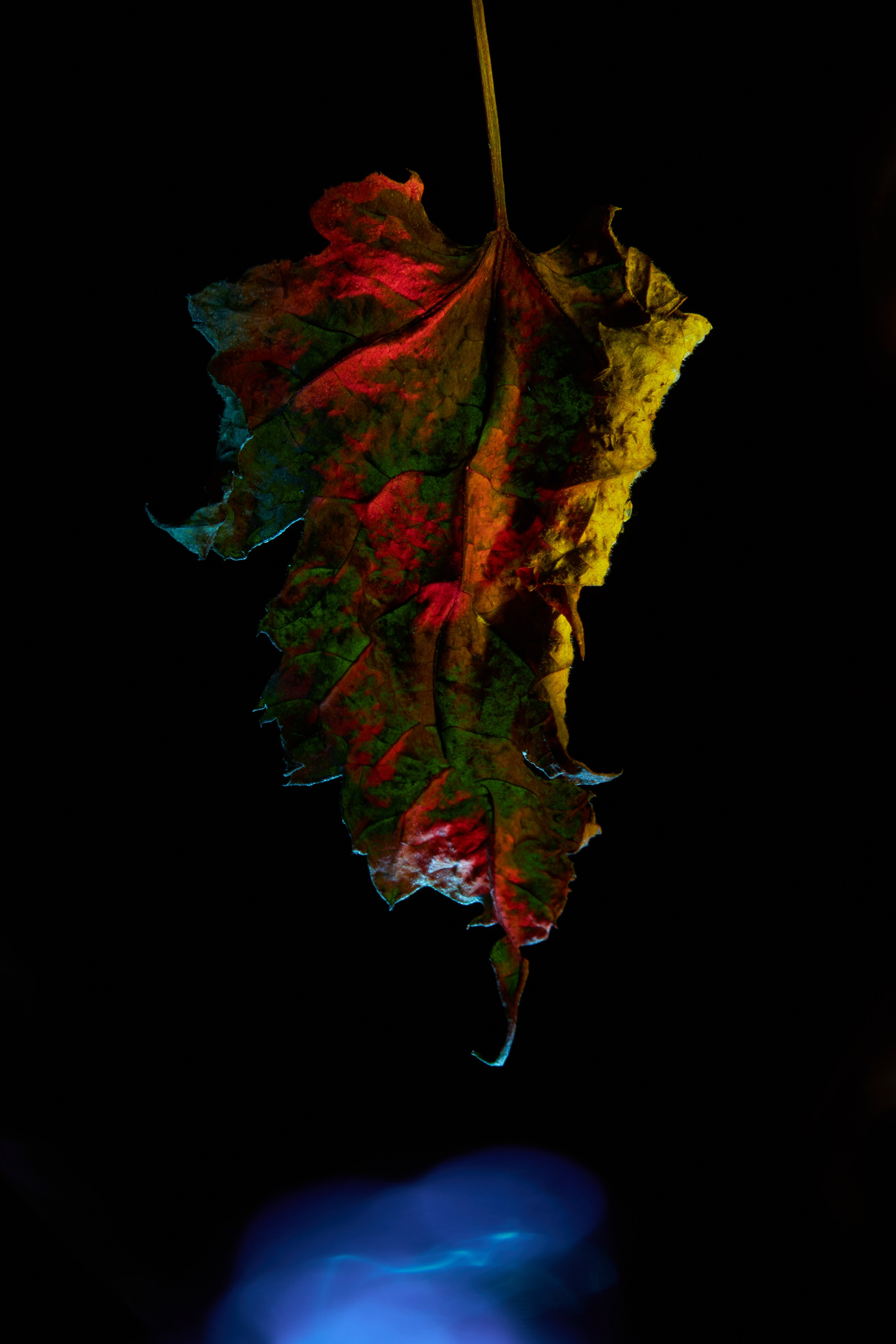 «Красок Тьма Полна». Арт-фотограф во Владивостоке Дмитрий Осипчук