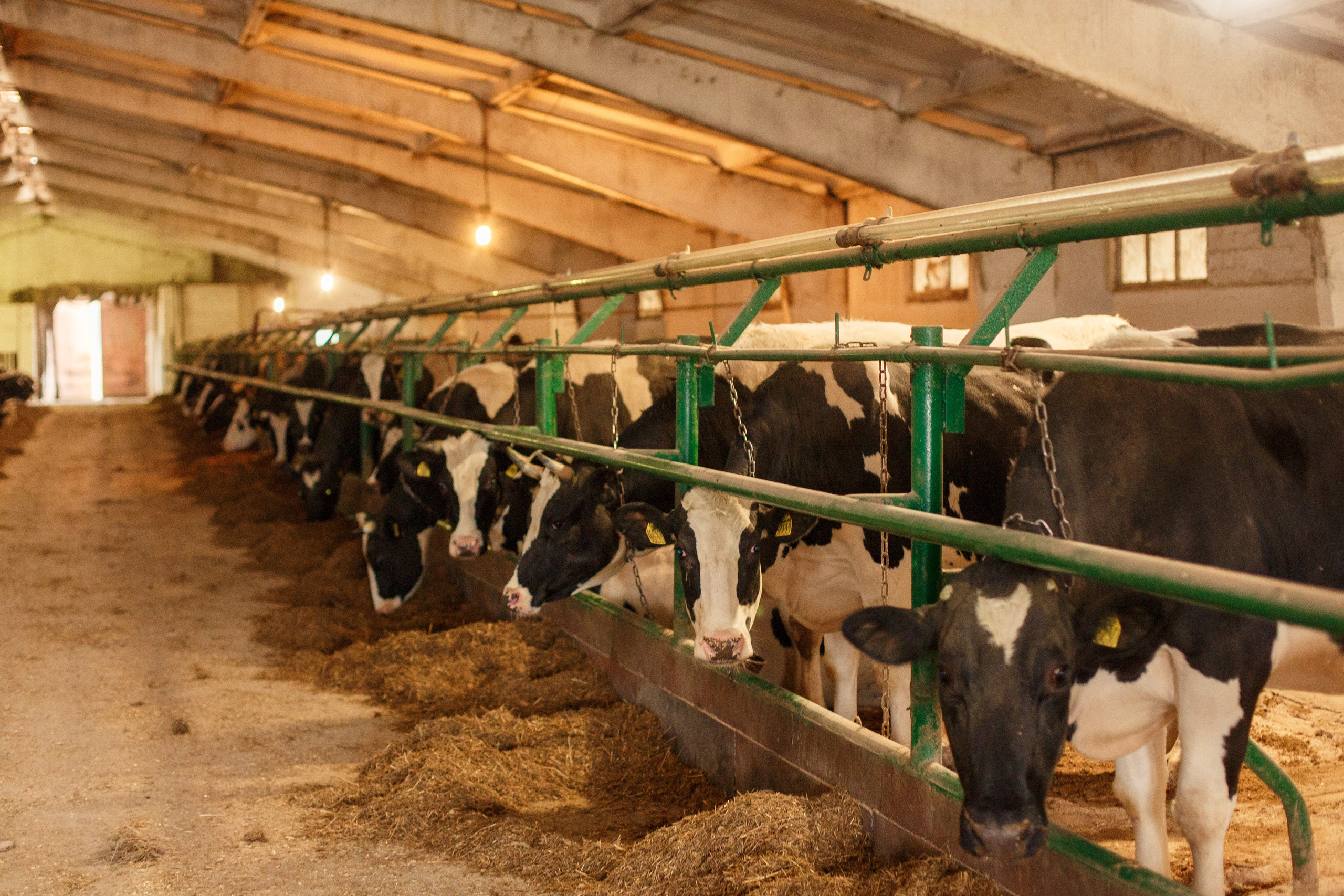 Шатурский Агропромышленный комбинат. Деловая и Бизнес съемка в  Москве Инесса Грушко