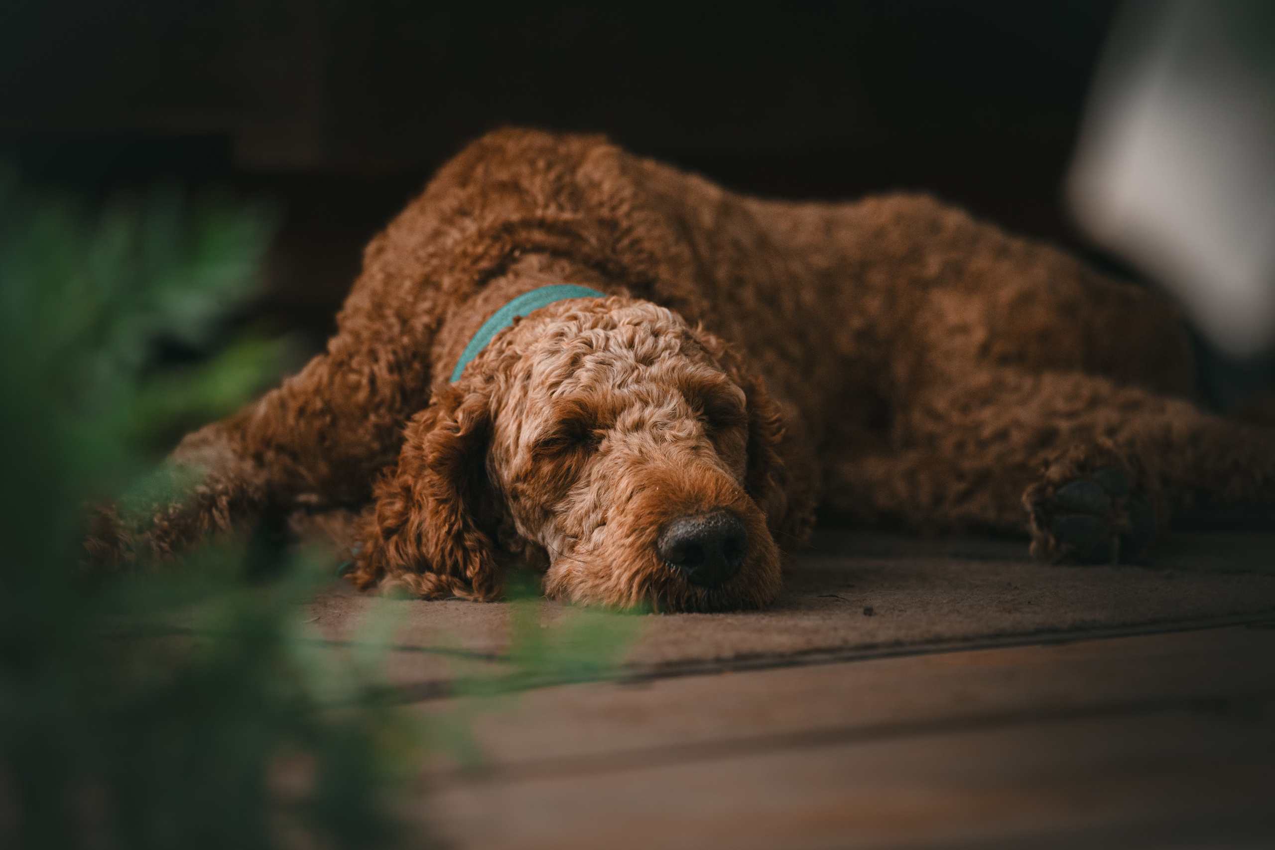 Фотограф-анималист Татьяна Степанова