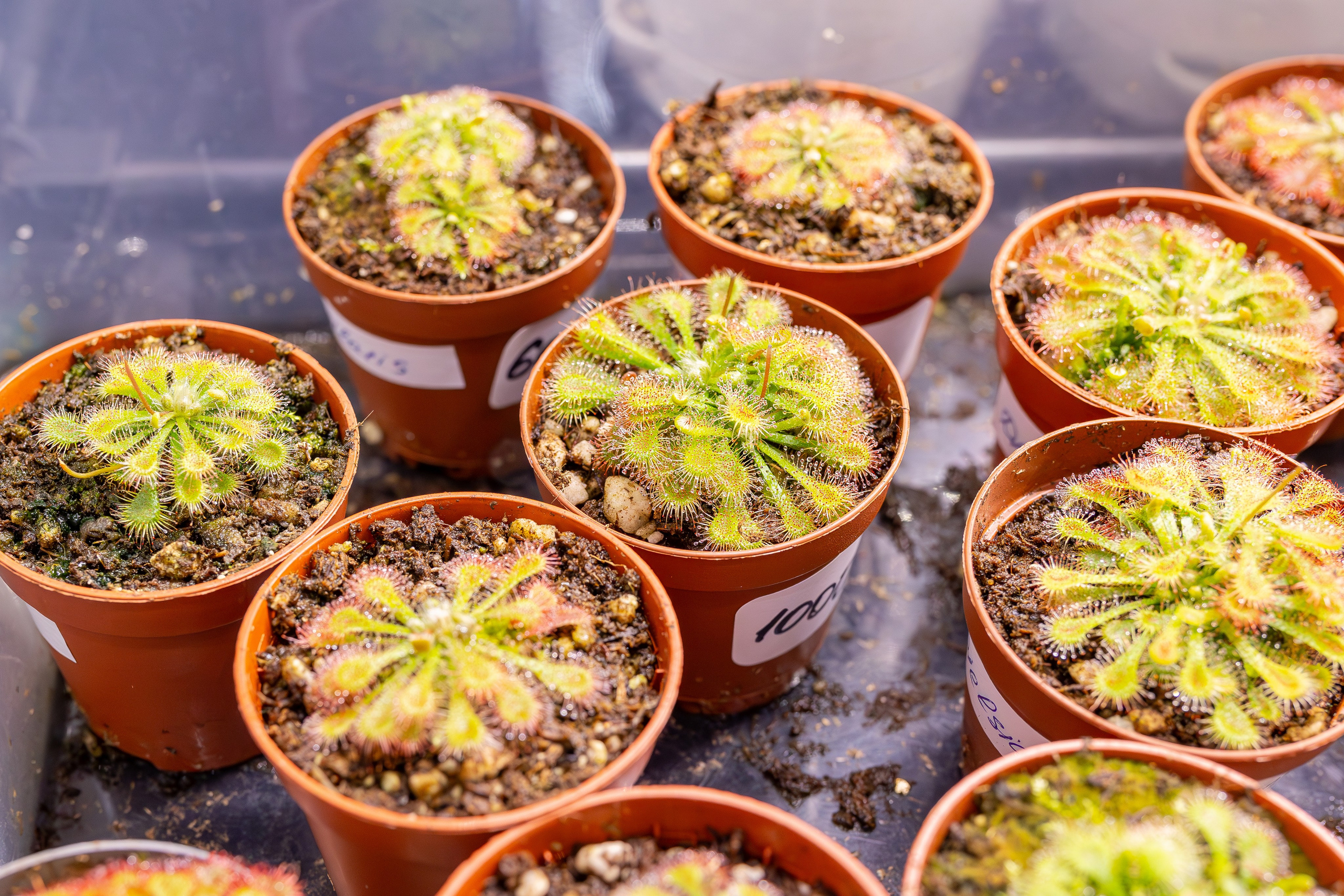 Монстериум 11–12 октября. Александра Куликова фотограф, Москва