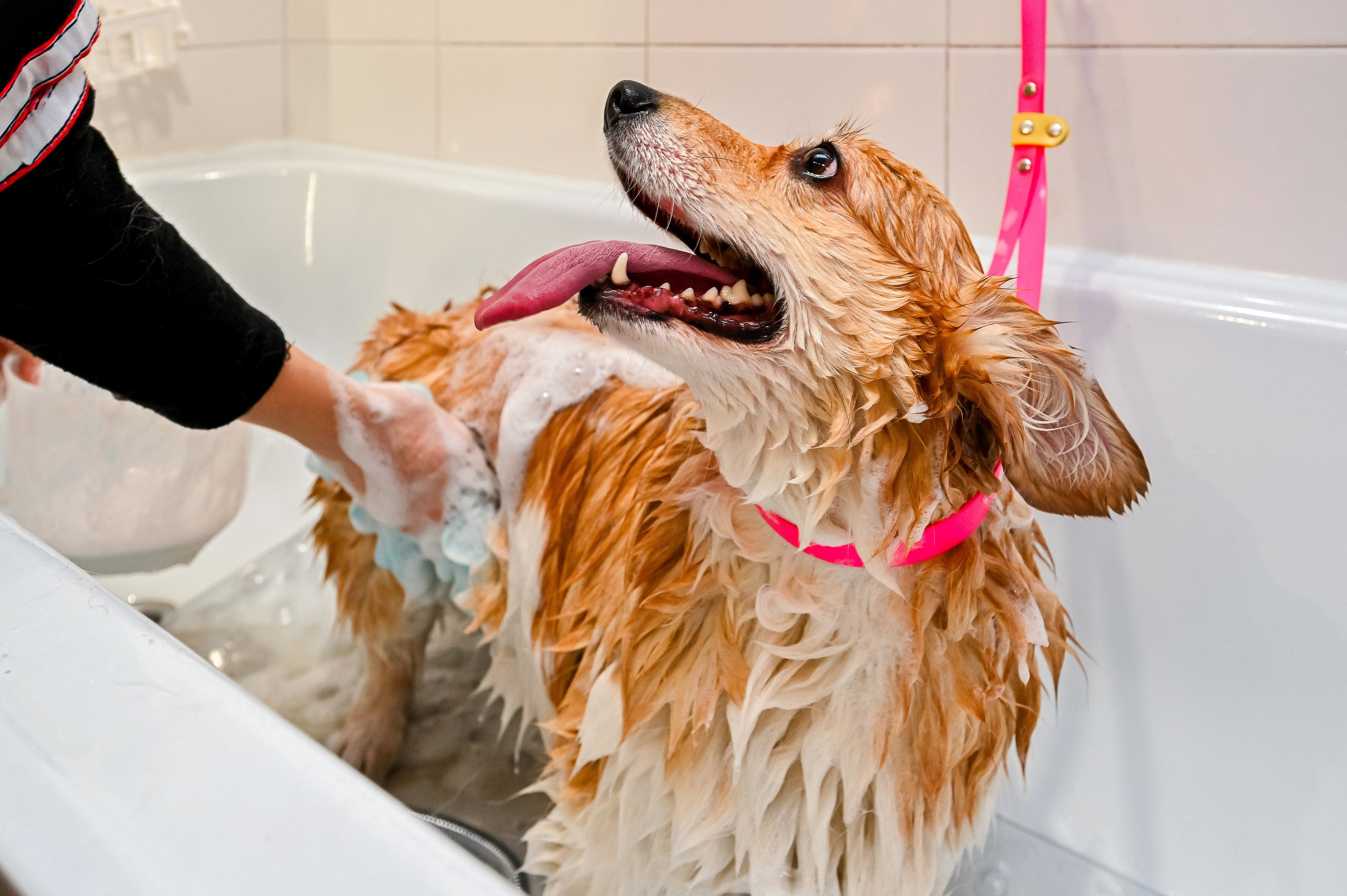 Питомцы. Интерьерный фотограф. Фото- видеосъемка недвижимости Санкт-Петербург