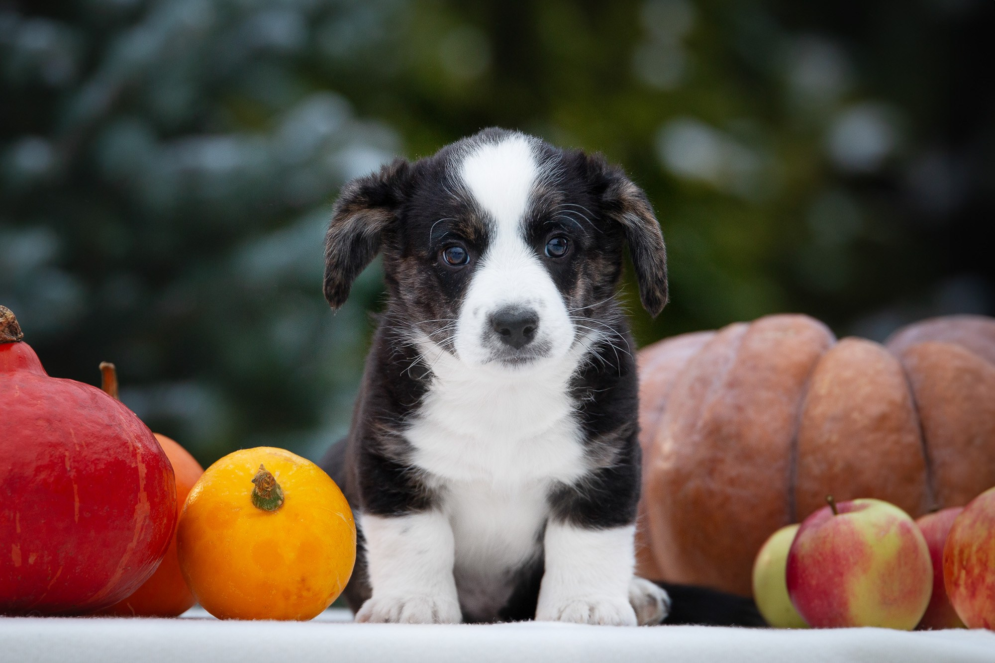 Вельш Корги Кардиганы. Фотограф анималист, семейный фотограф, фотограф собак Комратова Мария. г. Москва