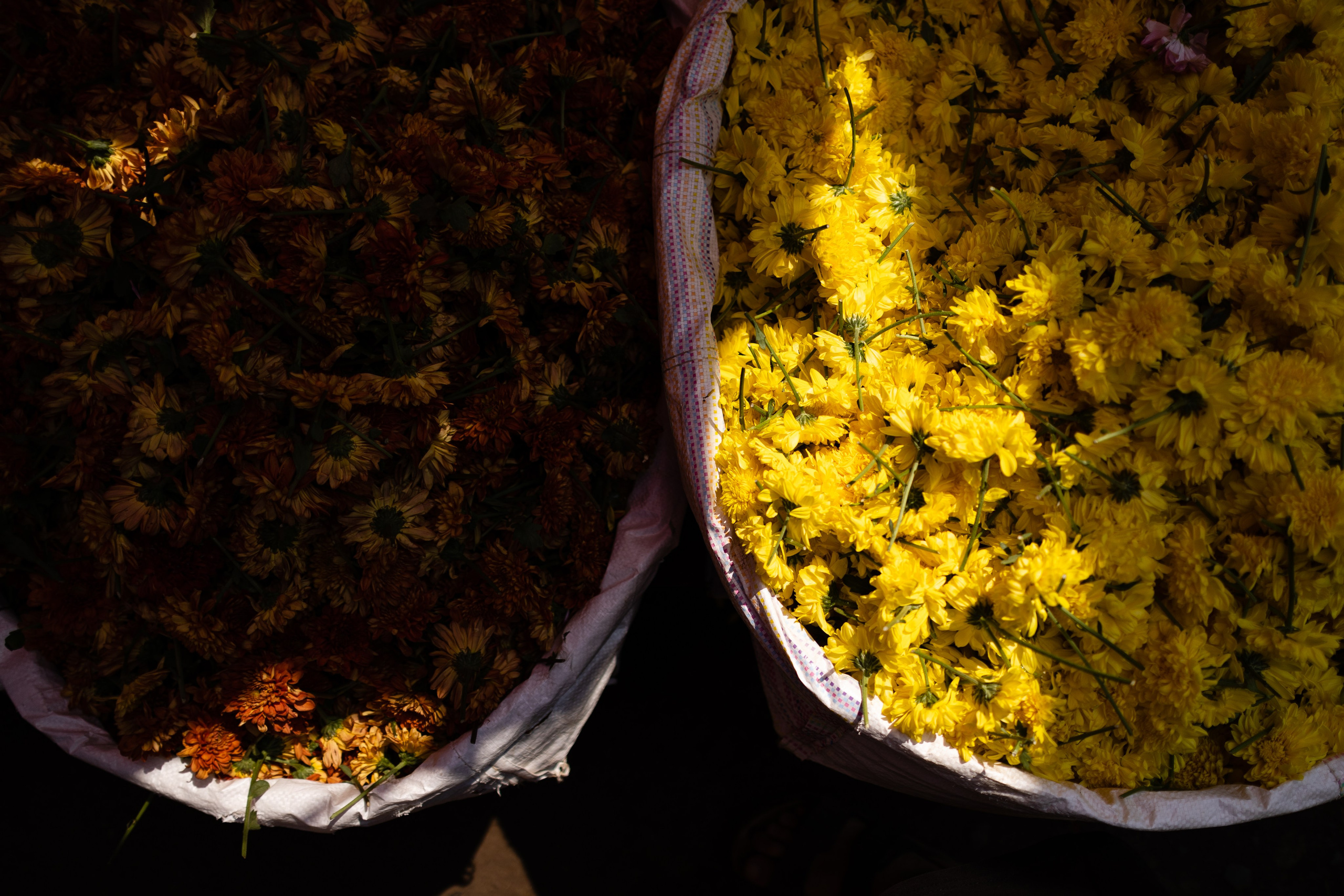 ГОА 2024. Руслан Плахтеев