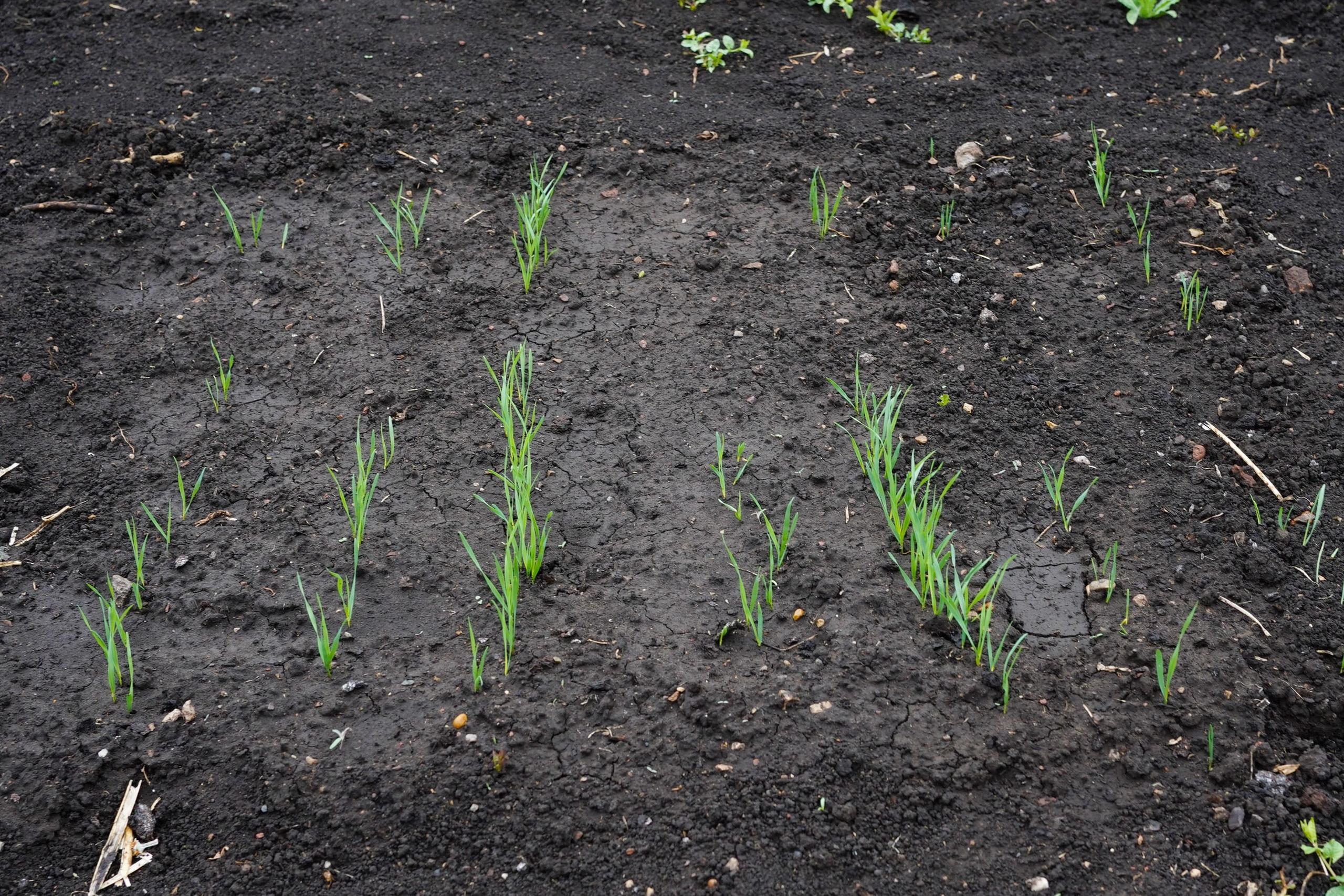 1 квадратный метр земли. Margarita Khatmullina