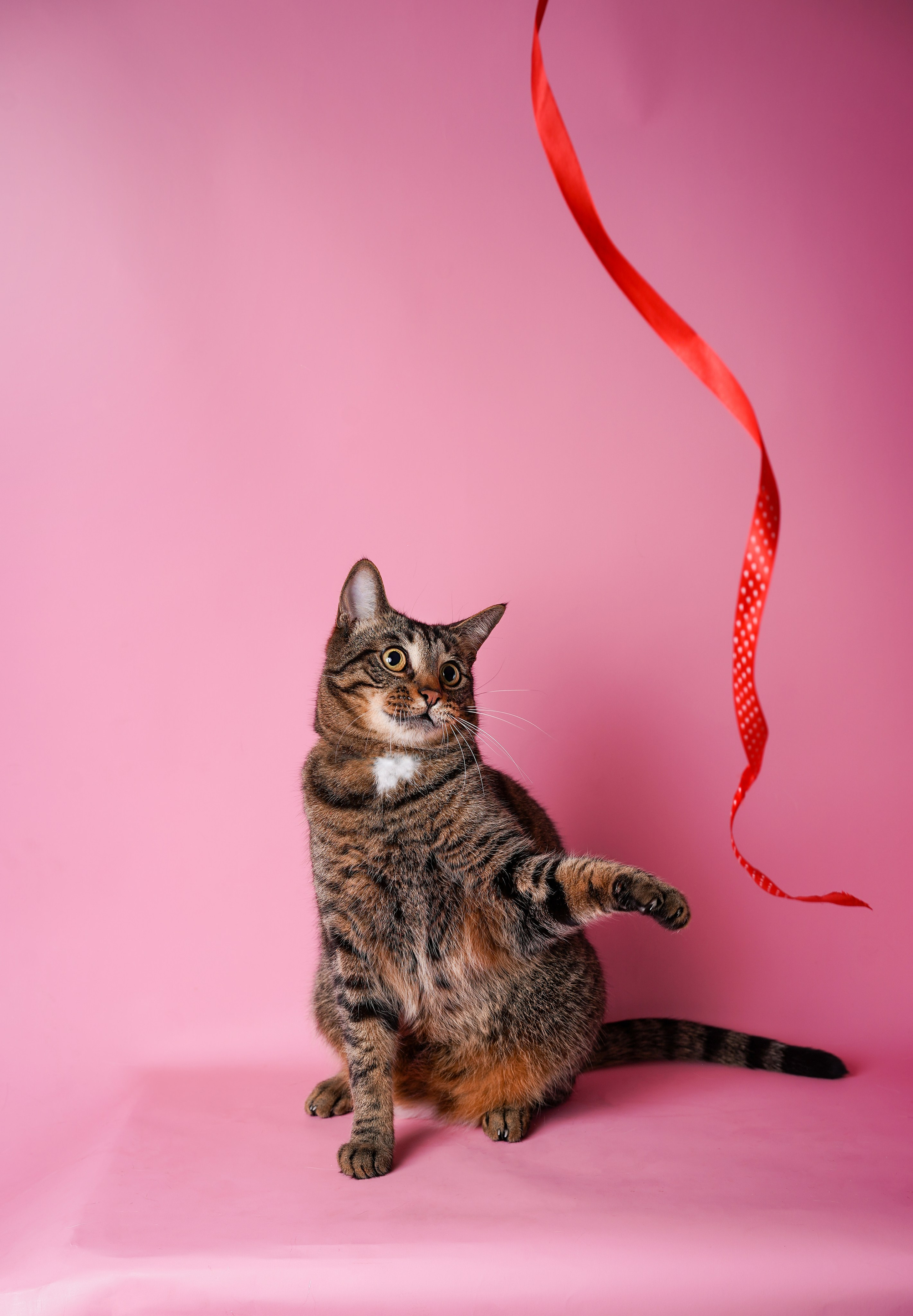 Маффин и Сэм. Фотограф-анималист в Санкт-Петербурге Яна Мартынова