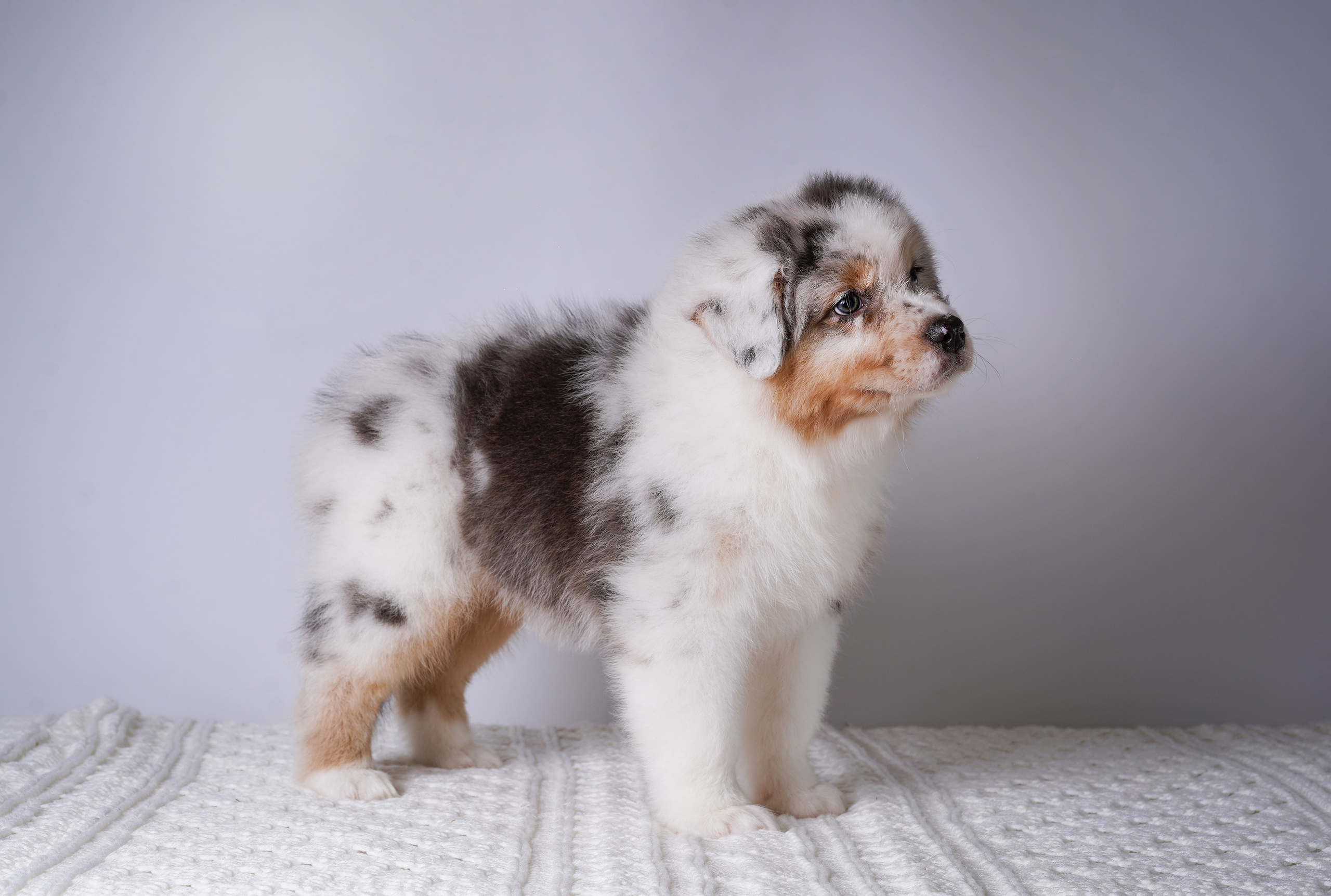 Щенки аусси. Фотограф-анималист в Санкт-Петербурге Яна Мартынова