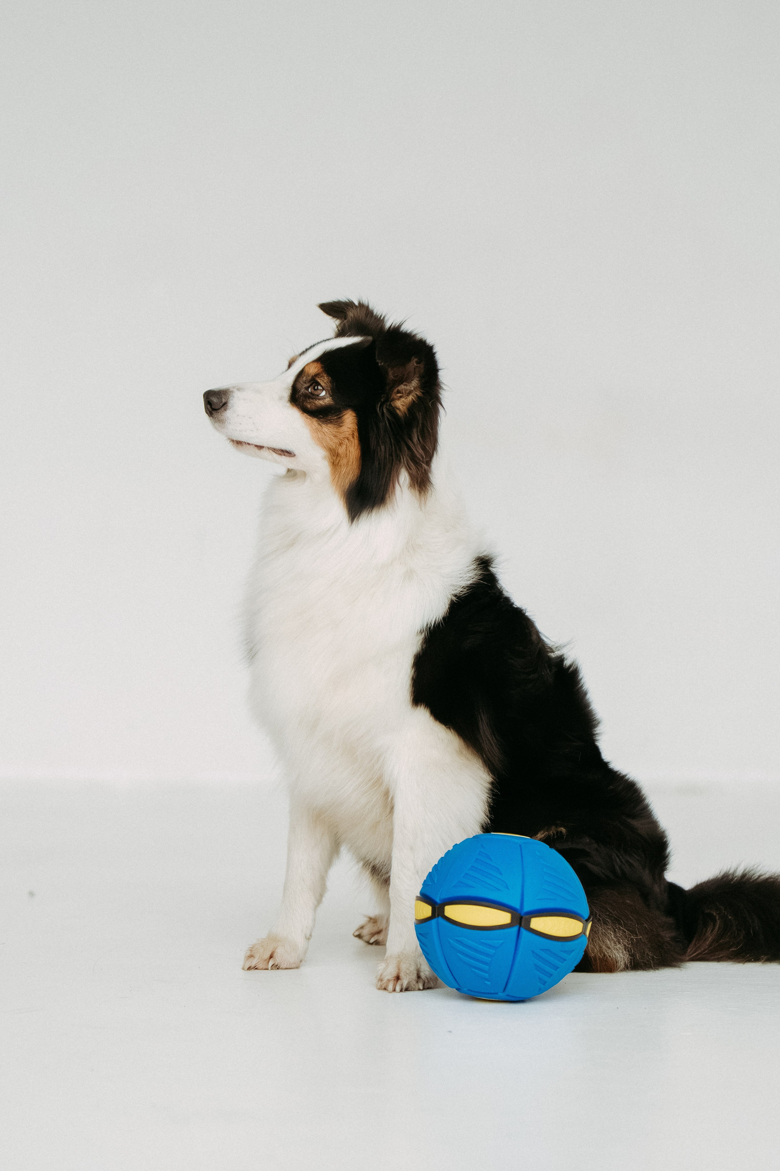 Мячи-попрыгуны. Фотораф — анималист Мария Шистка