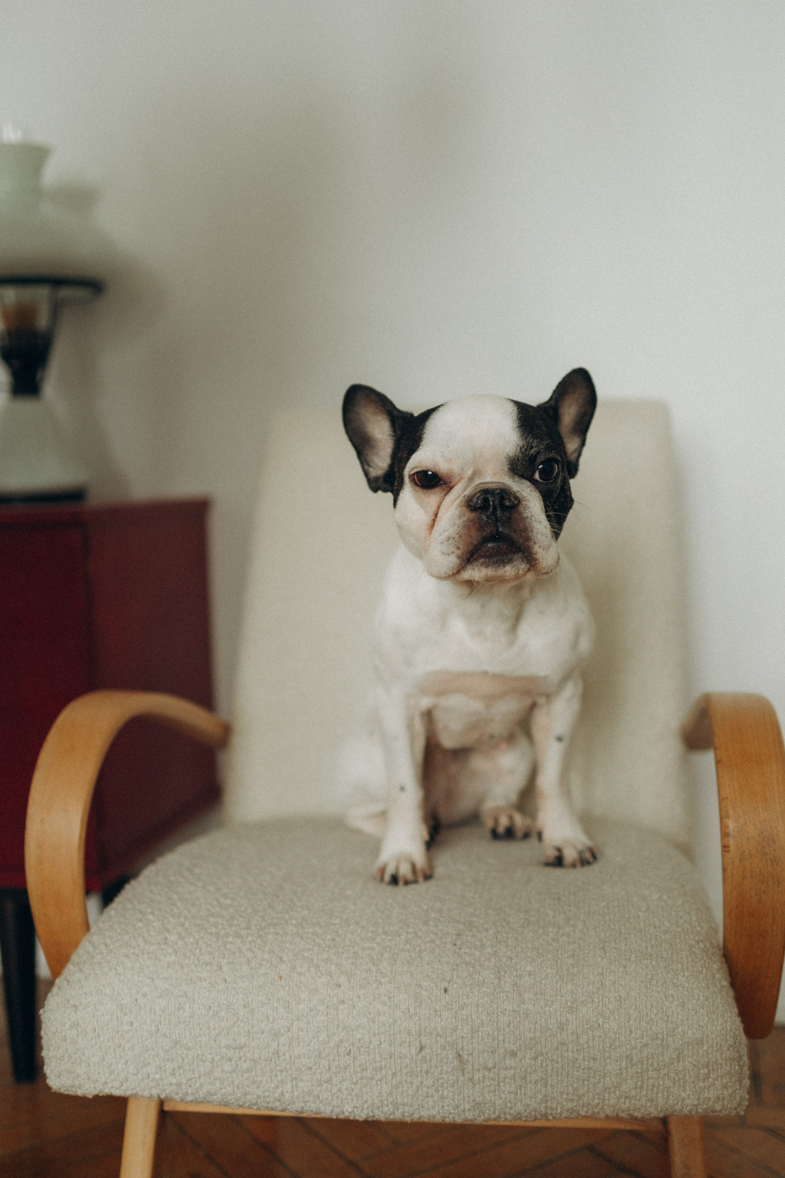 Зефирка, Булка и их Ро. Фотораф — анималист Мария Шистка