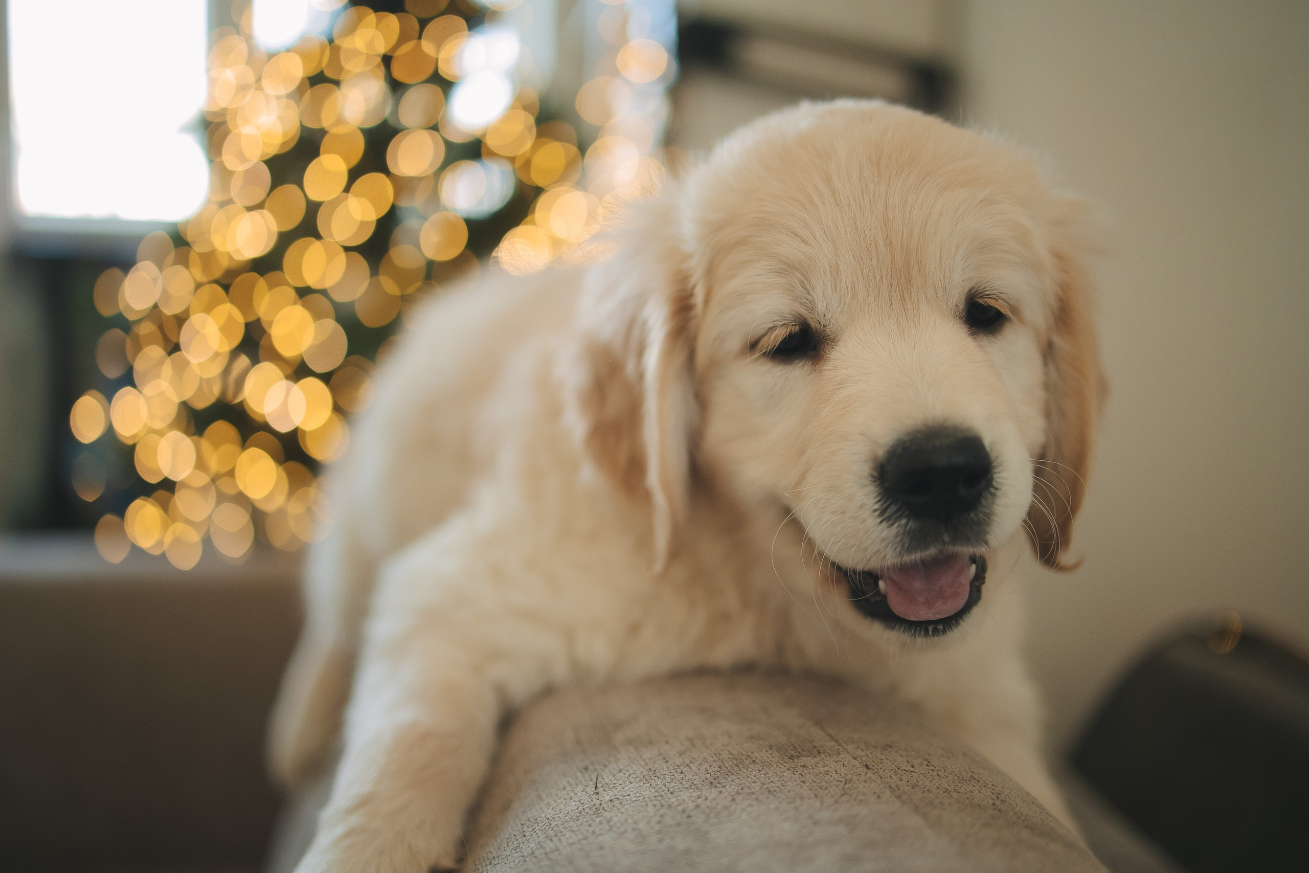 Снежик и Веста, НГ. Свадебный и женский фотограф