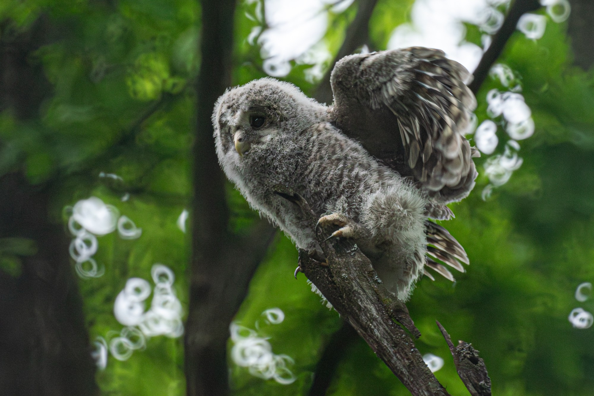 Удивительные мир птиц. Вокруг нас столько прекрасного — присмотритесь!. Ваш личный фотограф Марина Волкова