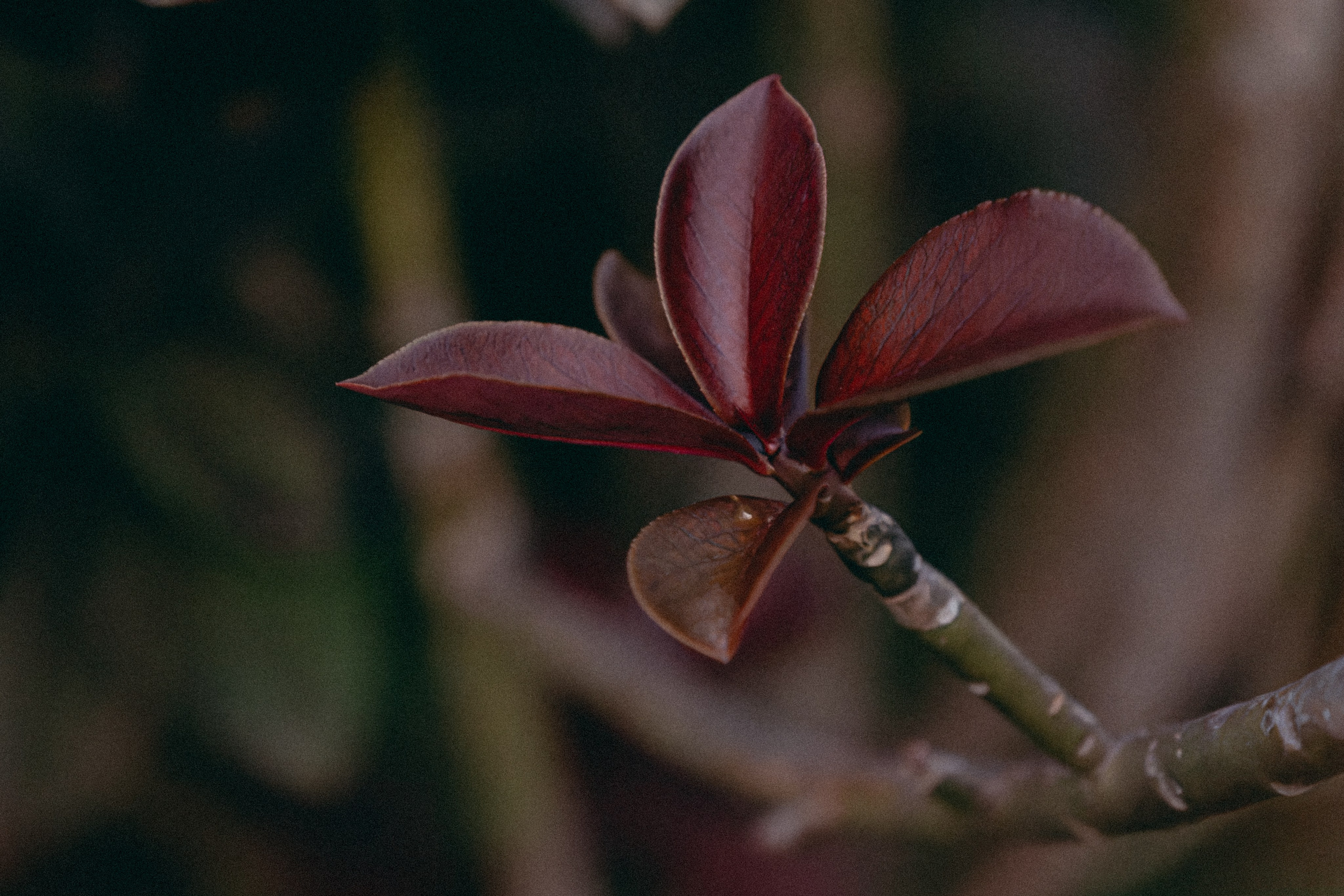 Плато жизни: Эфиопское нагорье. Юля Дэй • Фотограф, Санкт-Петербург