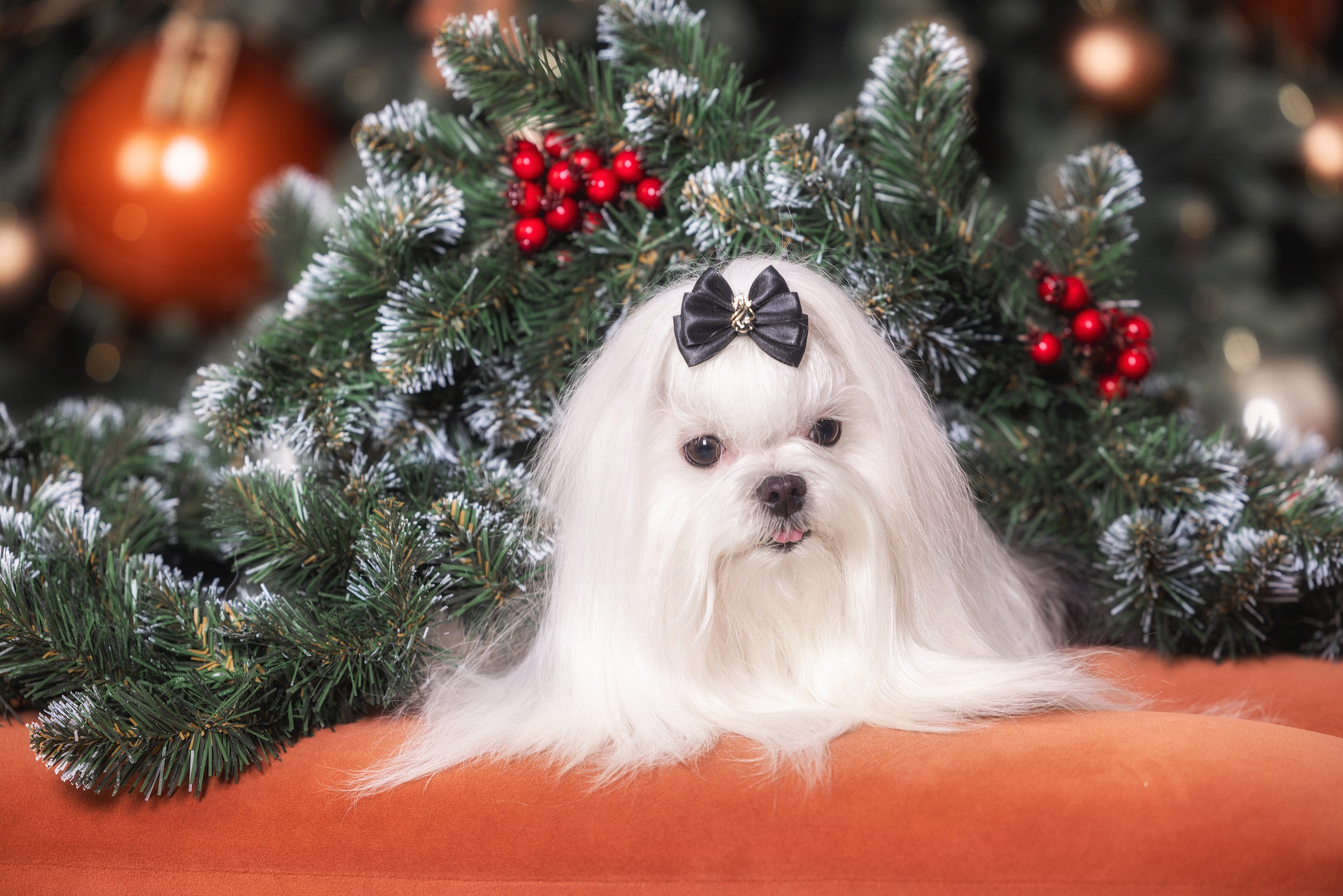 Фотограф Алена Звездина