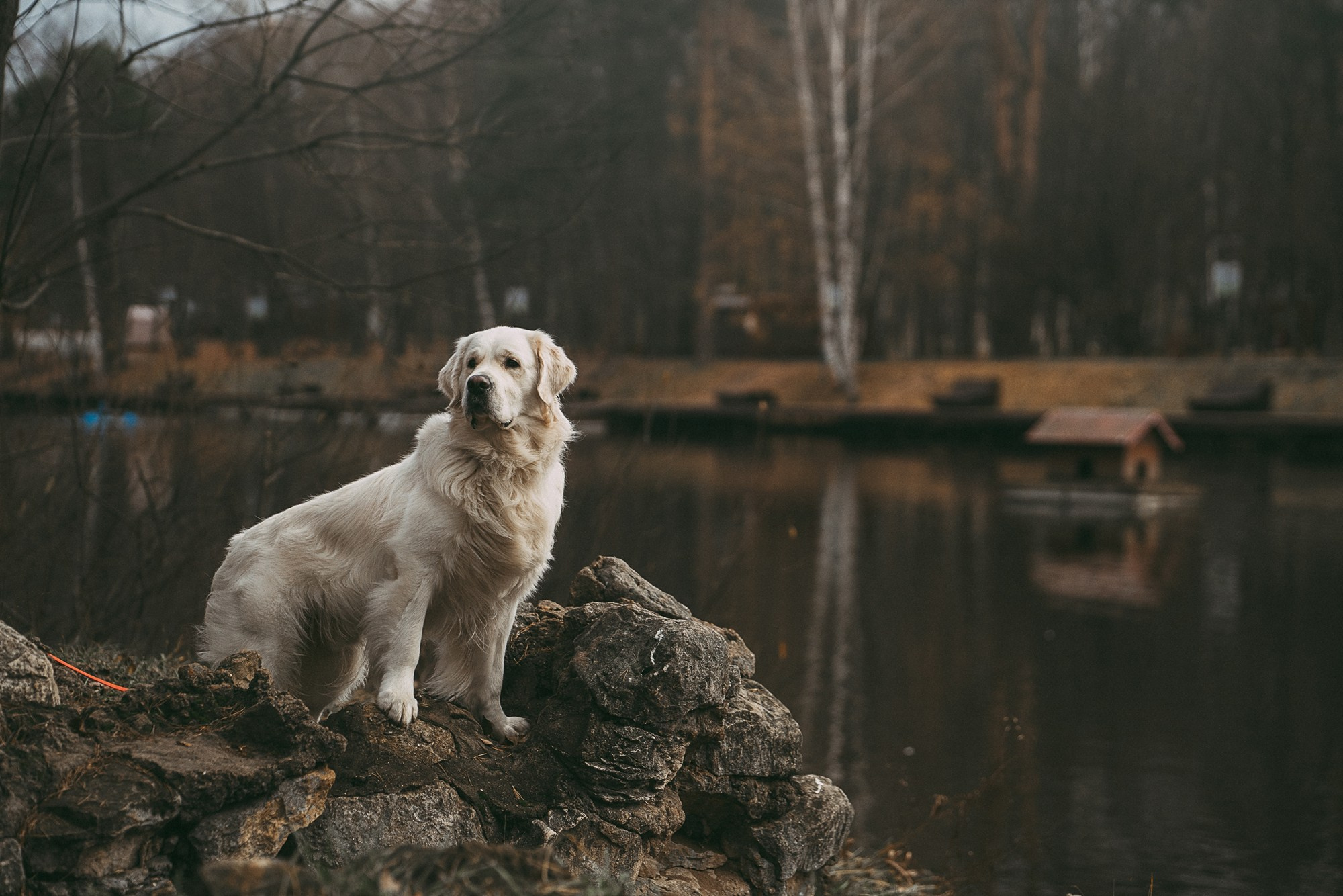 Лена и Мерлин. Фотограф анималист в Москве и Санкт-Петербурге Свиридова Анна