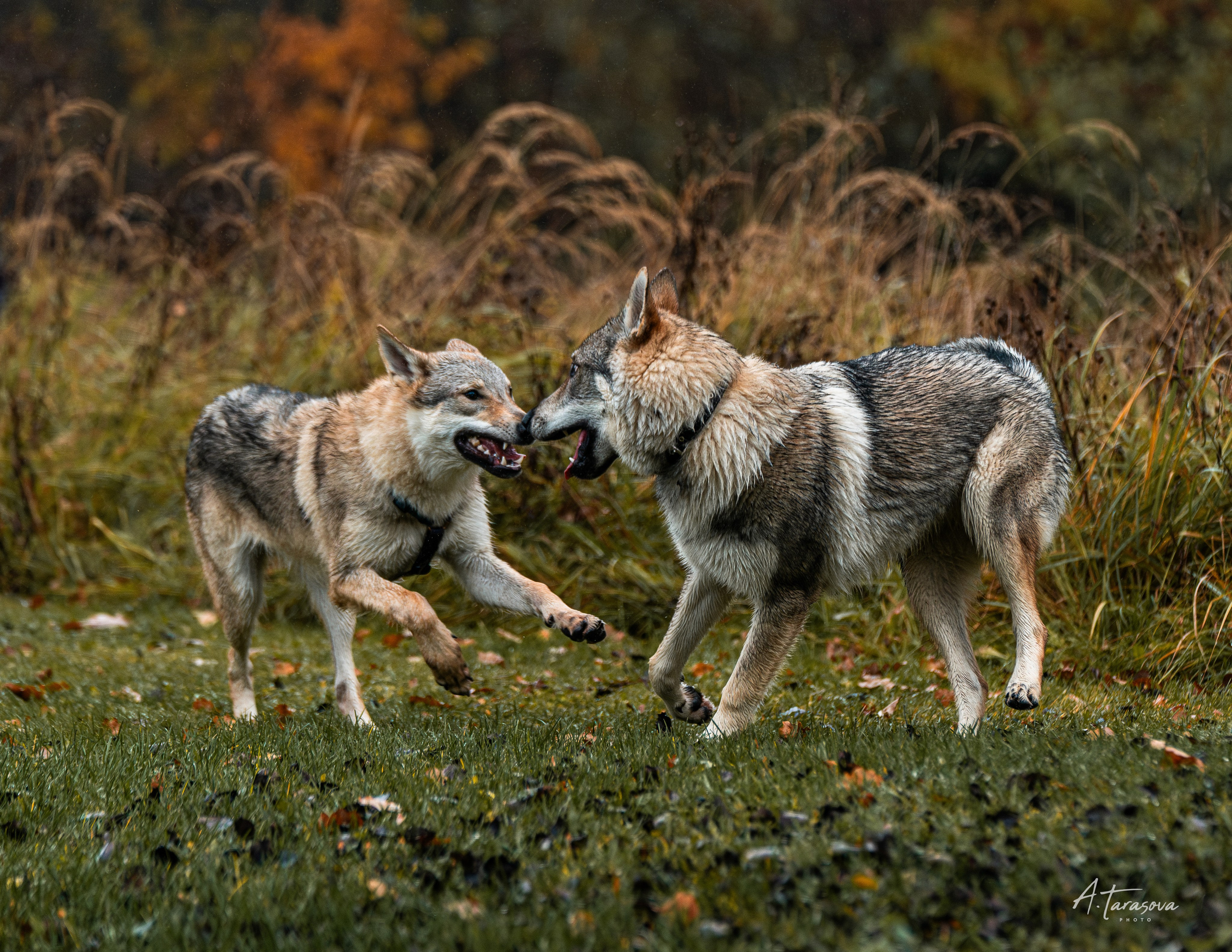 ФОТОПАМЯТЬ ВАШИХ ЭМОЦИЙ. Фотограф-анималист, семейный фотограф в Москве и Подмосковье. Фотосъёмка кинологических дисциплин