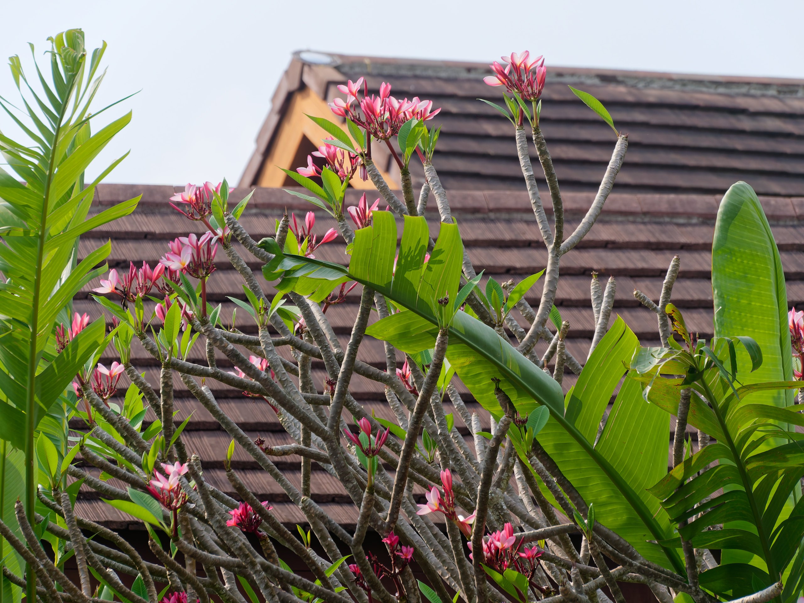 Хайнань 2026, флора, цветы и деревья. Фотопрогулки по Миру