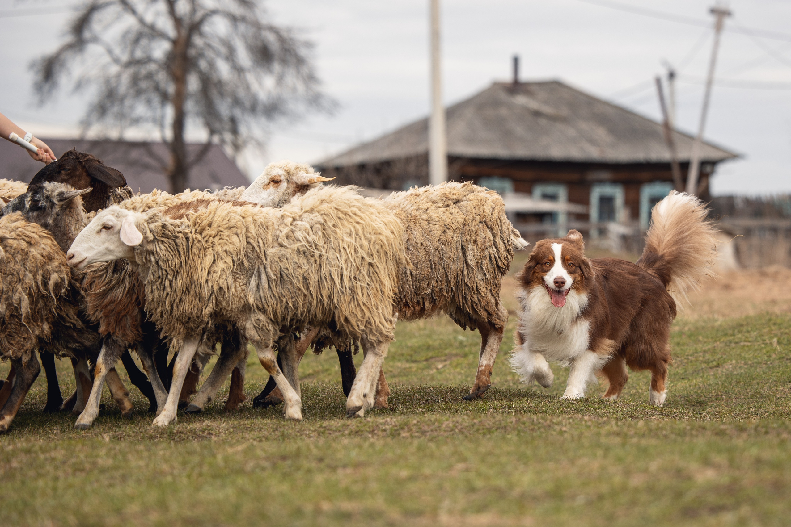 Анна и Вуди. YULA KOLESOVA | Фотограф — Анималист | Художник | Тюмень