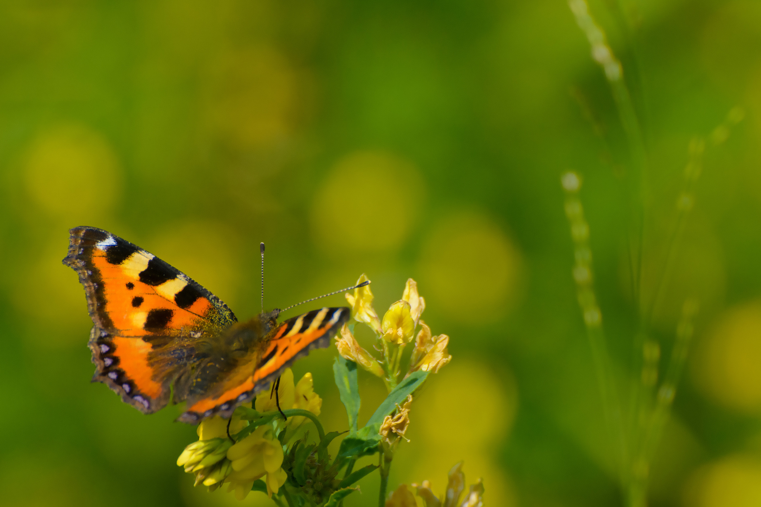 Свободный фотохудожник из Иркутска