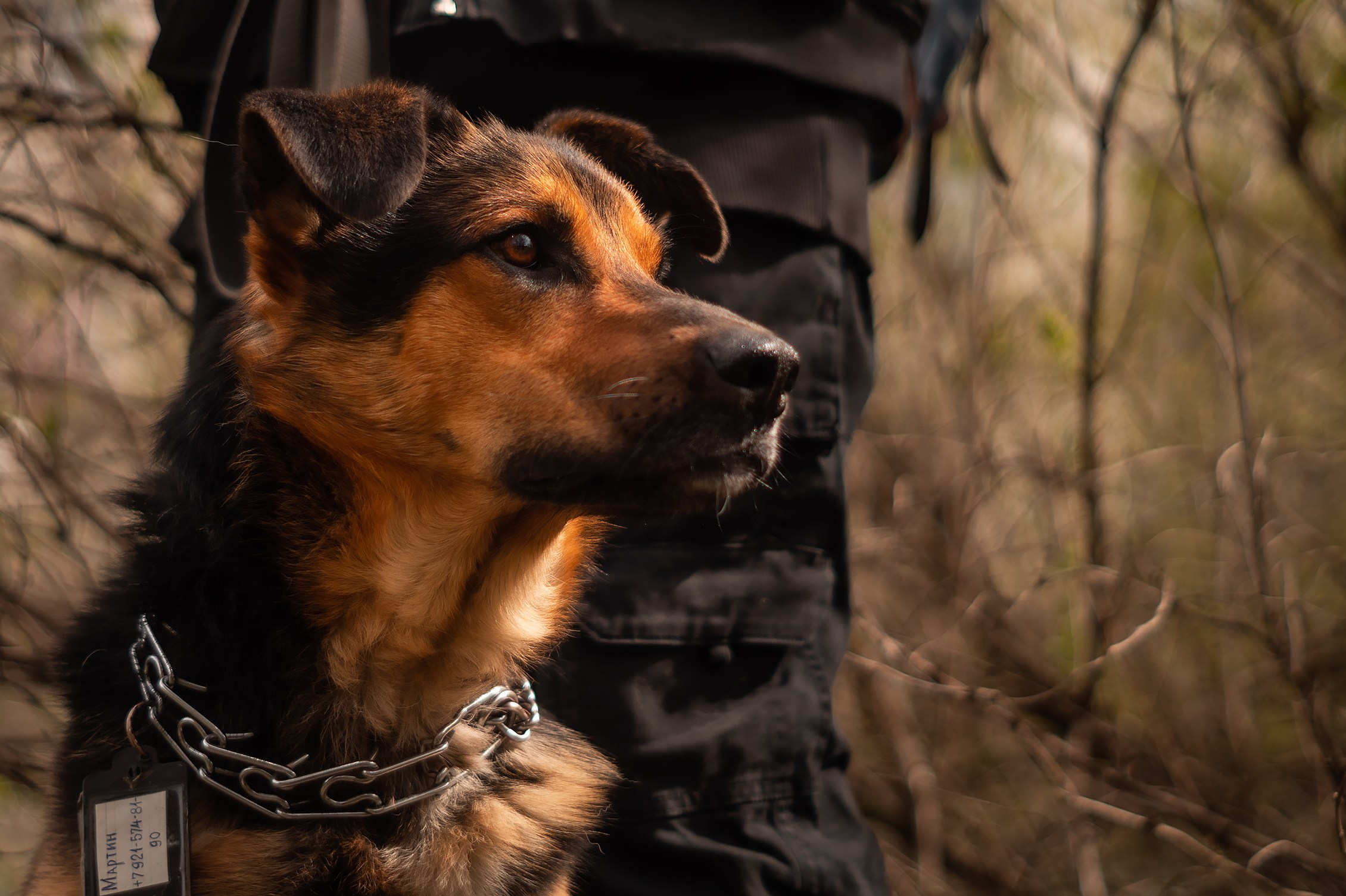 Съемки животных. Фотограф в Санкт-Петербурге и ЛО Егор Ставер