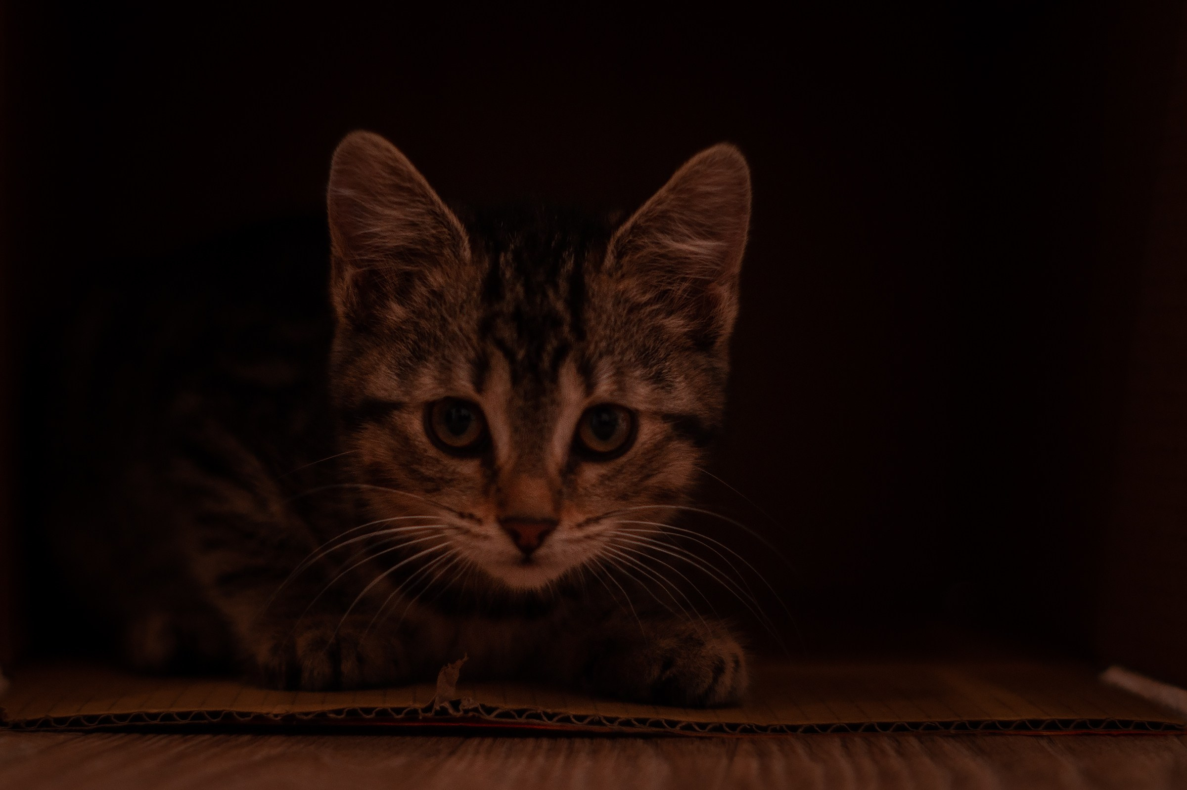 Съемки животных. Фотограф в Санкт-Петербурге и ЛО Егор Ставер