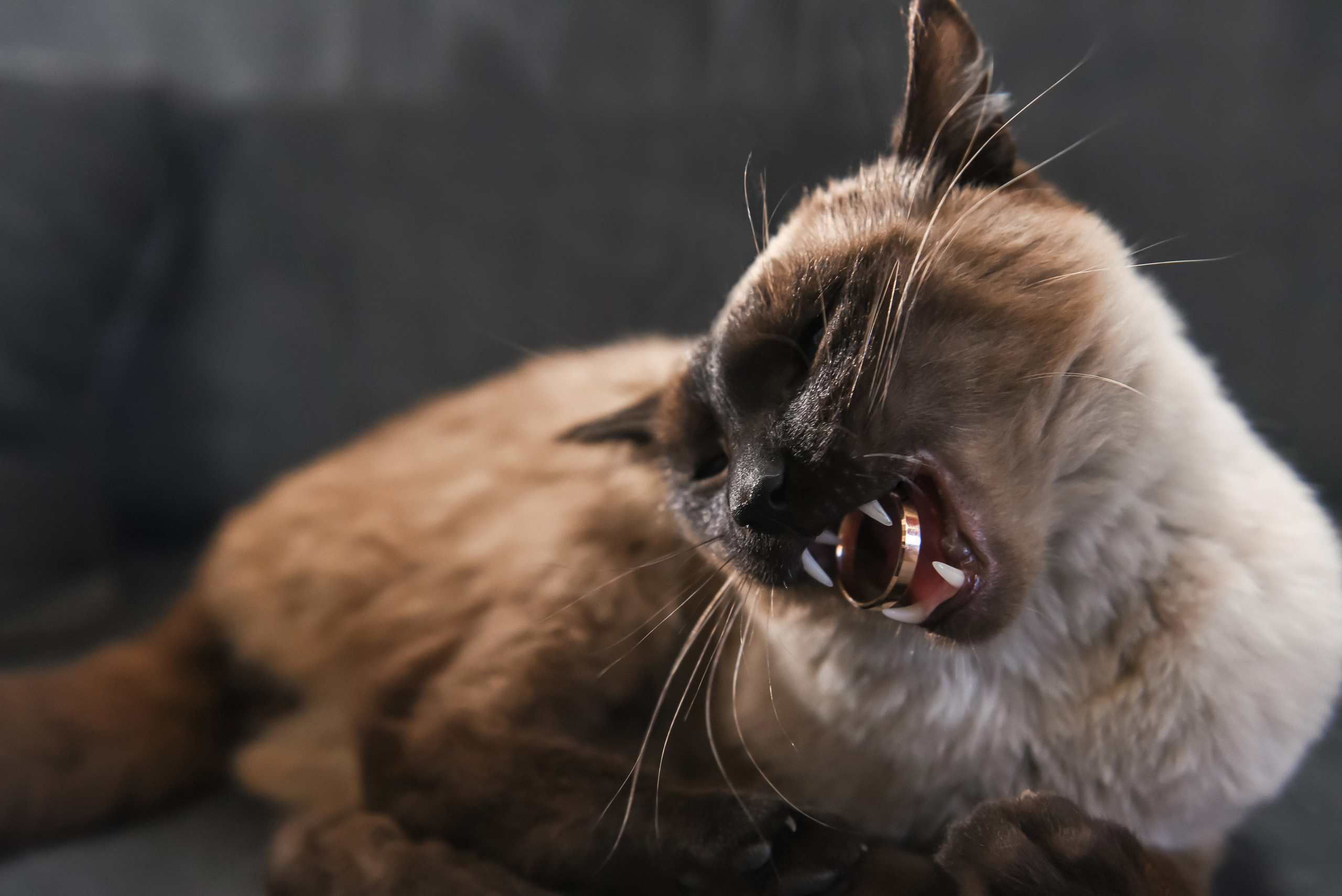 Свадебные съемки (портфолио). Свадебный фотограф в Новосибирске. Александра Верхушина