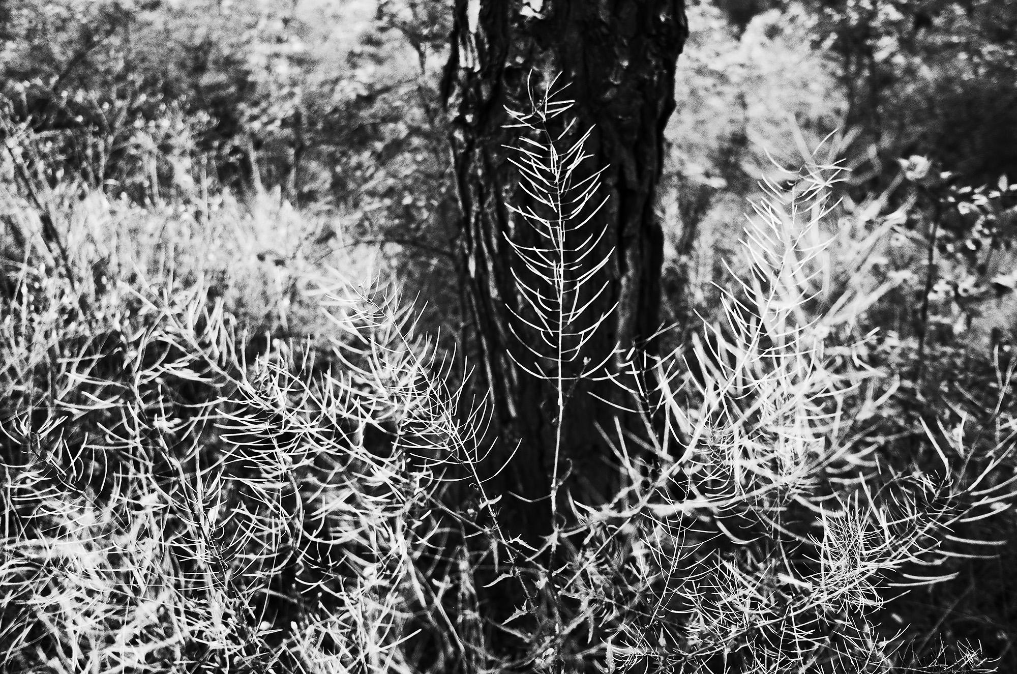 Лесной натюрморт