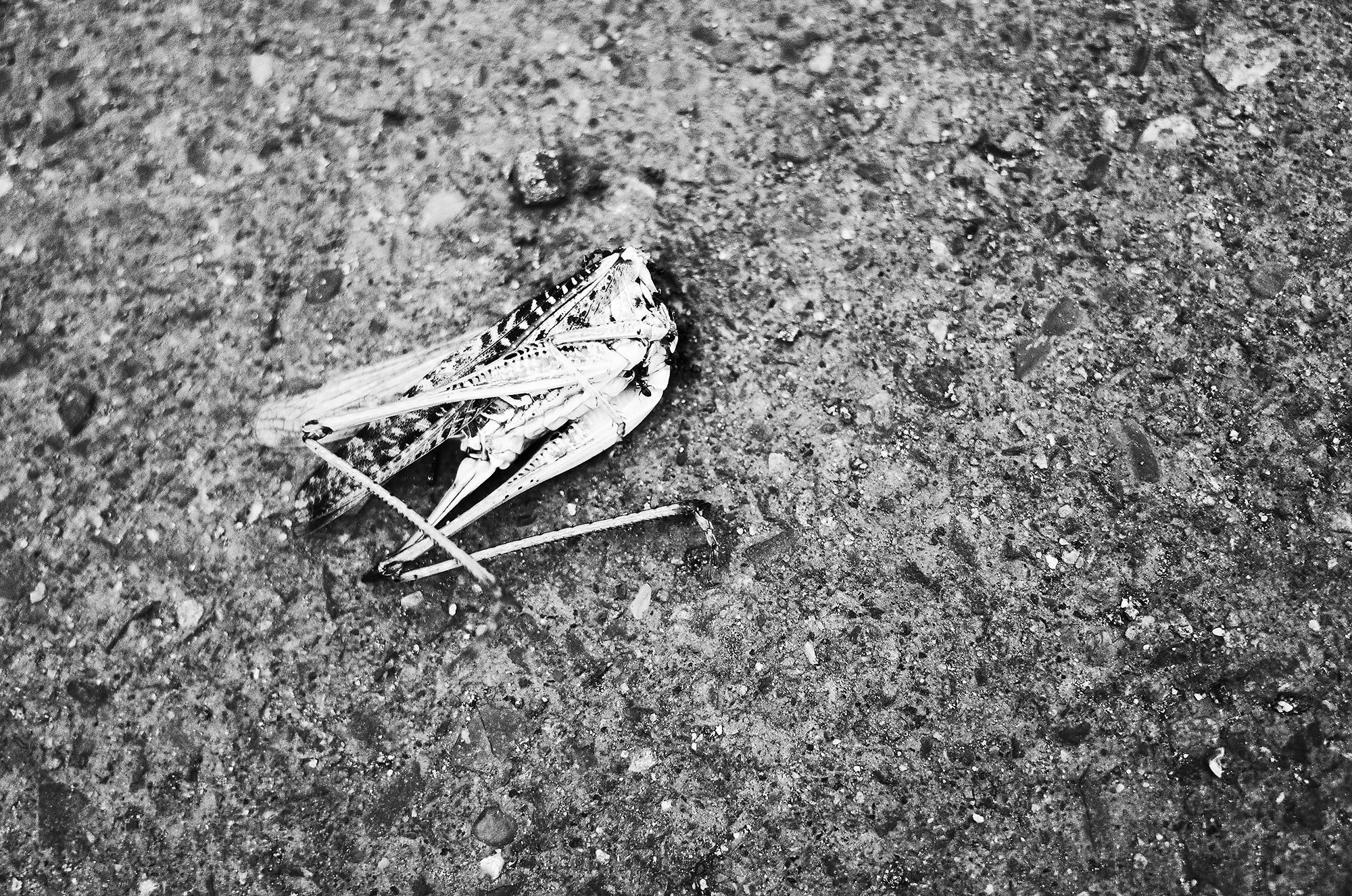 Черно-белый натюрморт