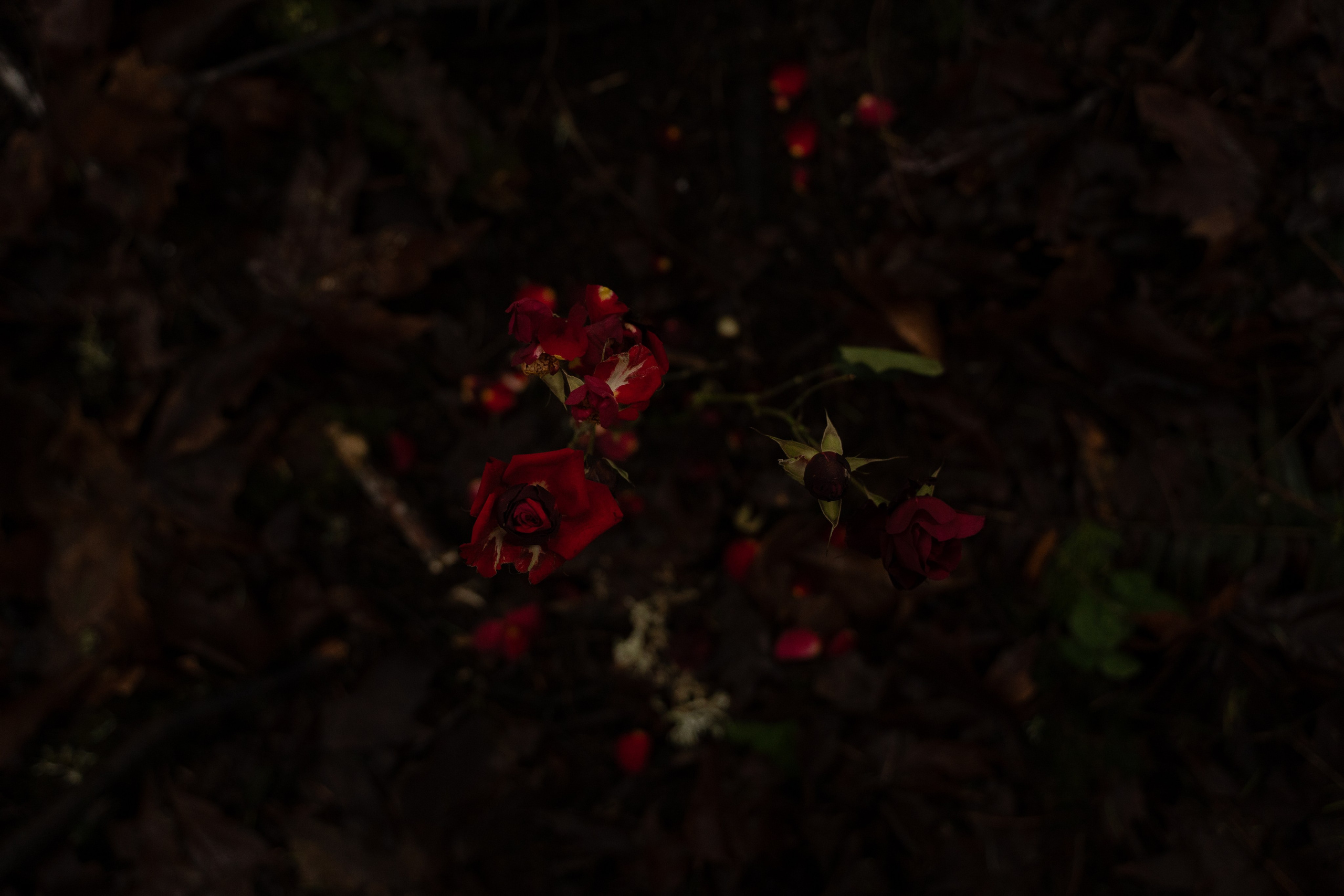 A midsummer night’s dream [magic flower]. Wedding & engagement photographer in Seattle, WA. Tania Maureira