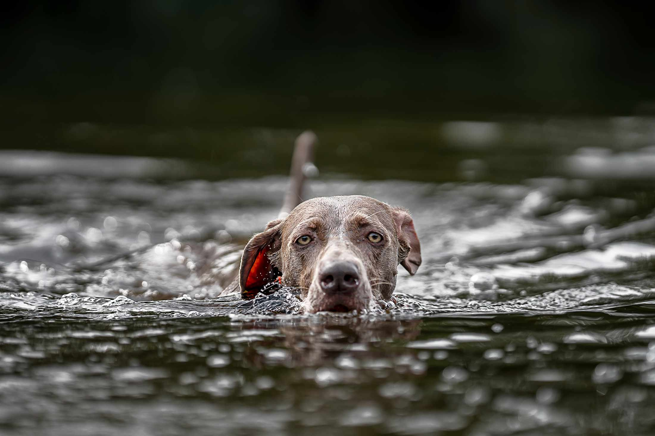 Фанта и Асти. Фотограф анималист Ольга Луканенкова в Москве