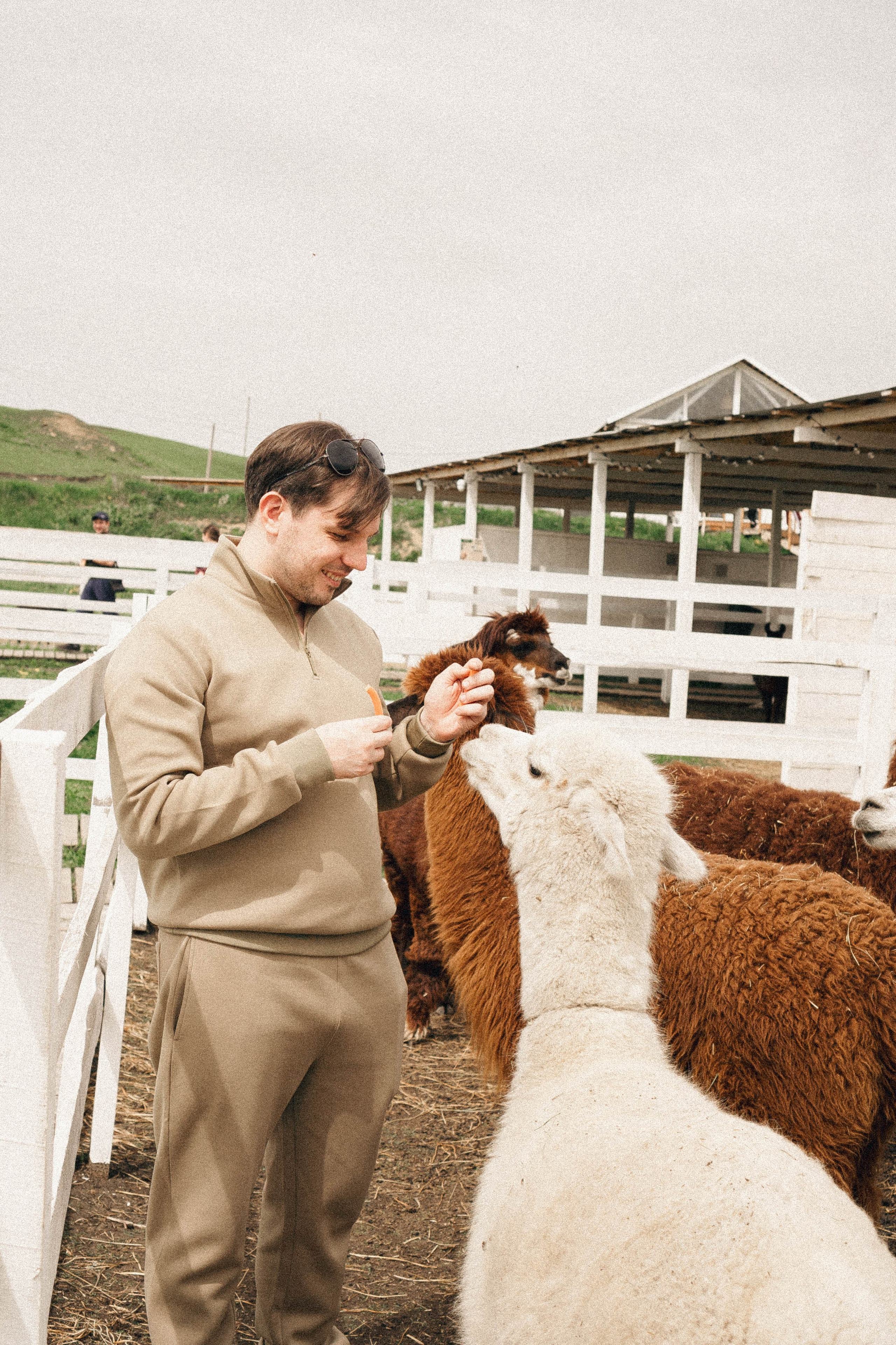 Ферма Альпак. Профессиональный фотограф, Санкт-Петербург — Виктория Богомолова