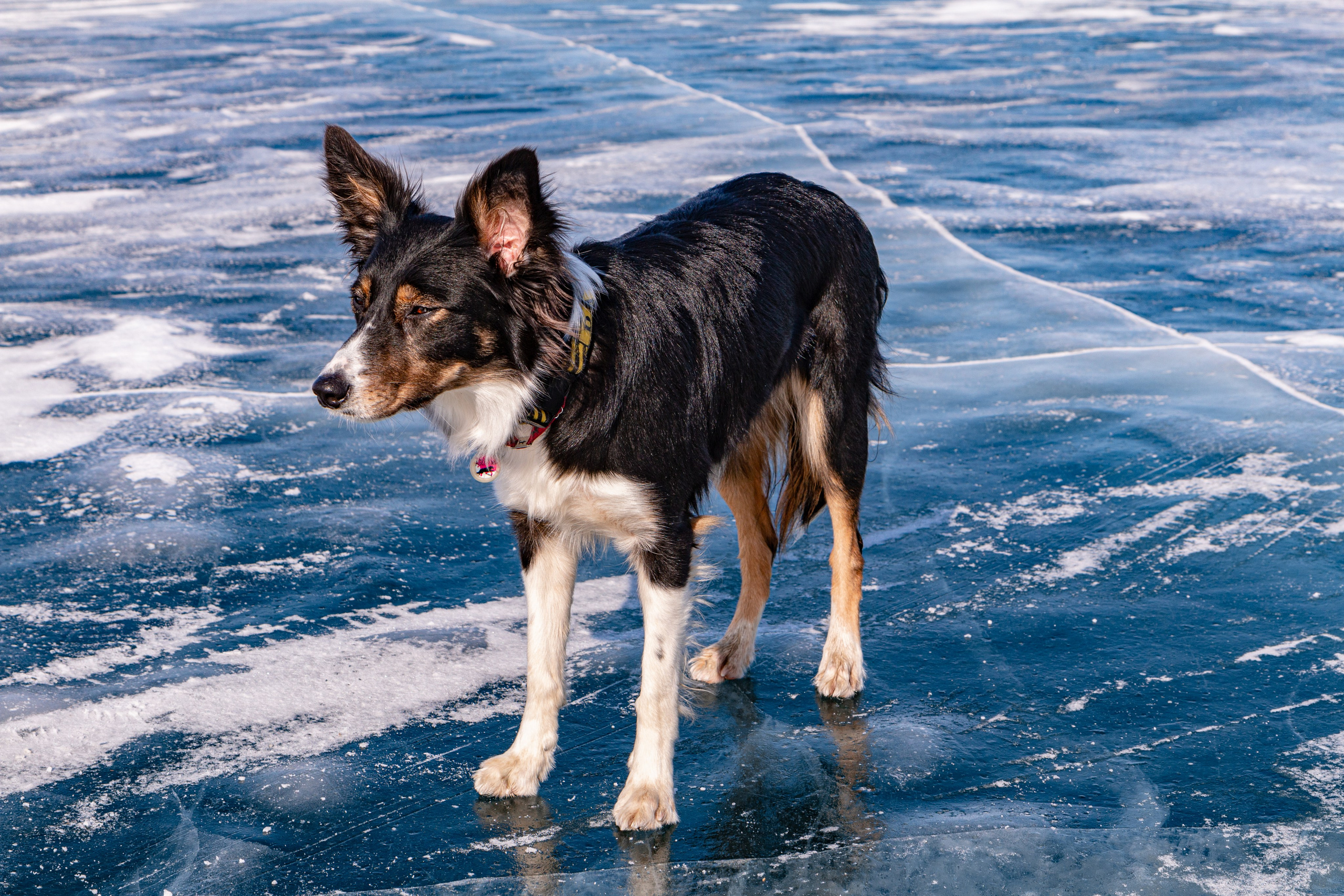 Фотосъёмка животных. Предметный и репортажный фотограф Алексей Кротов