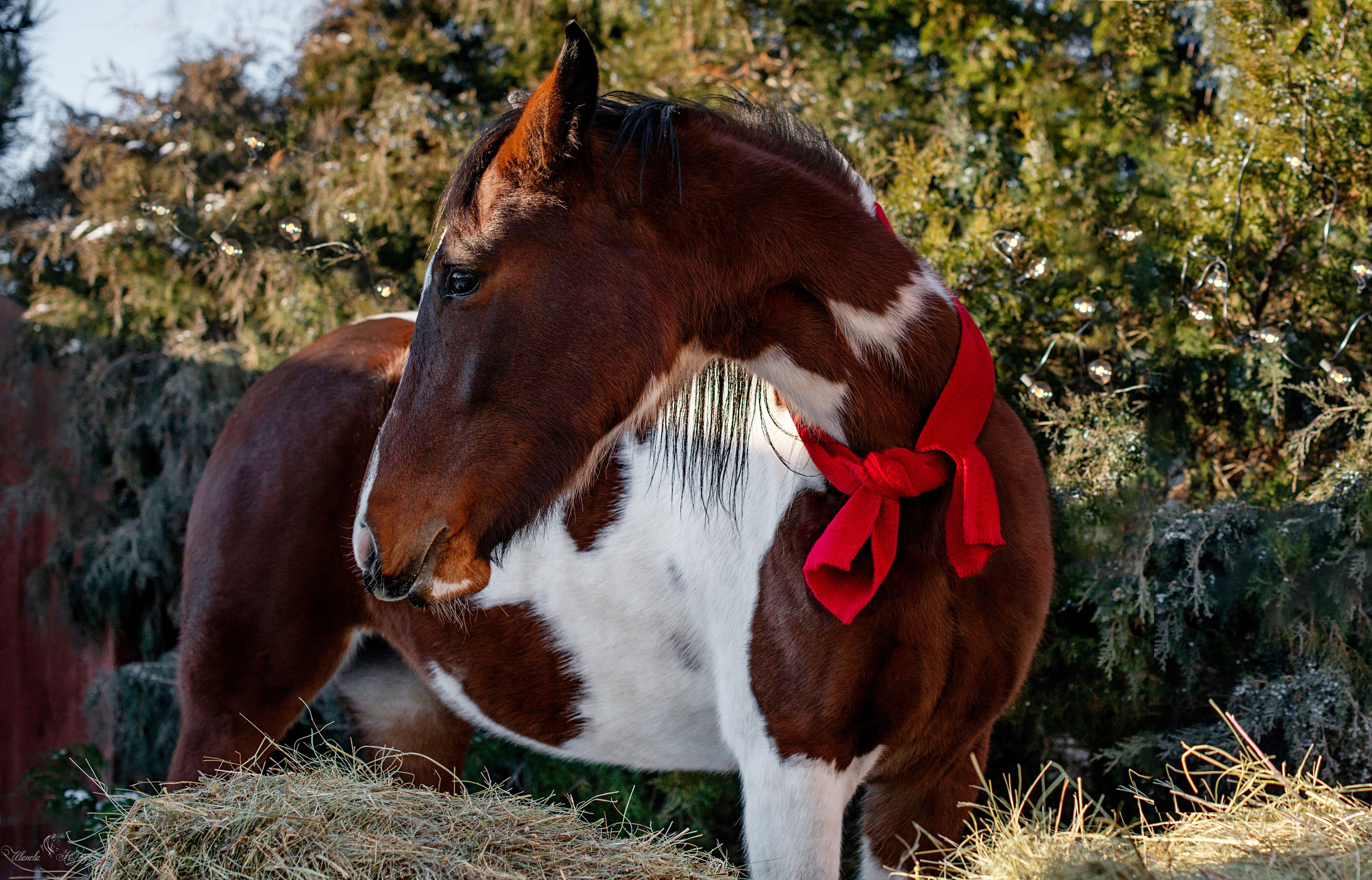 Лошади. Конный фотограф в Саратове Юлия Иванова