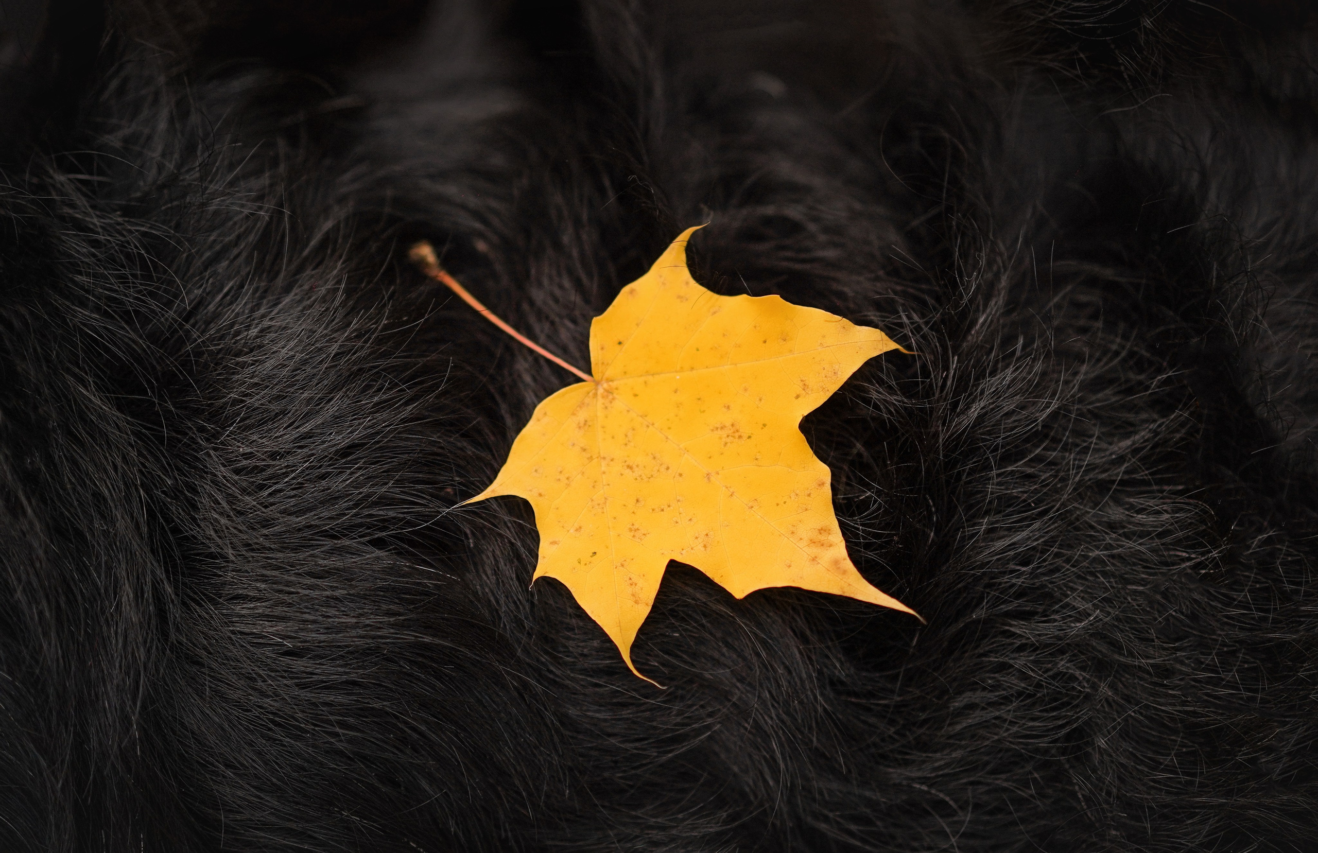 Оля Миша и шнауцеры. Фотограф-анималист в Санкт-Петербурге Яна Мартынова