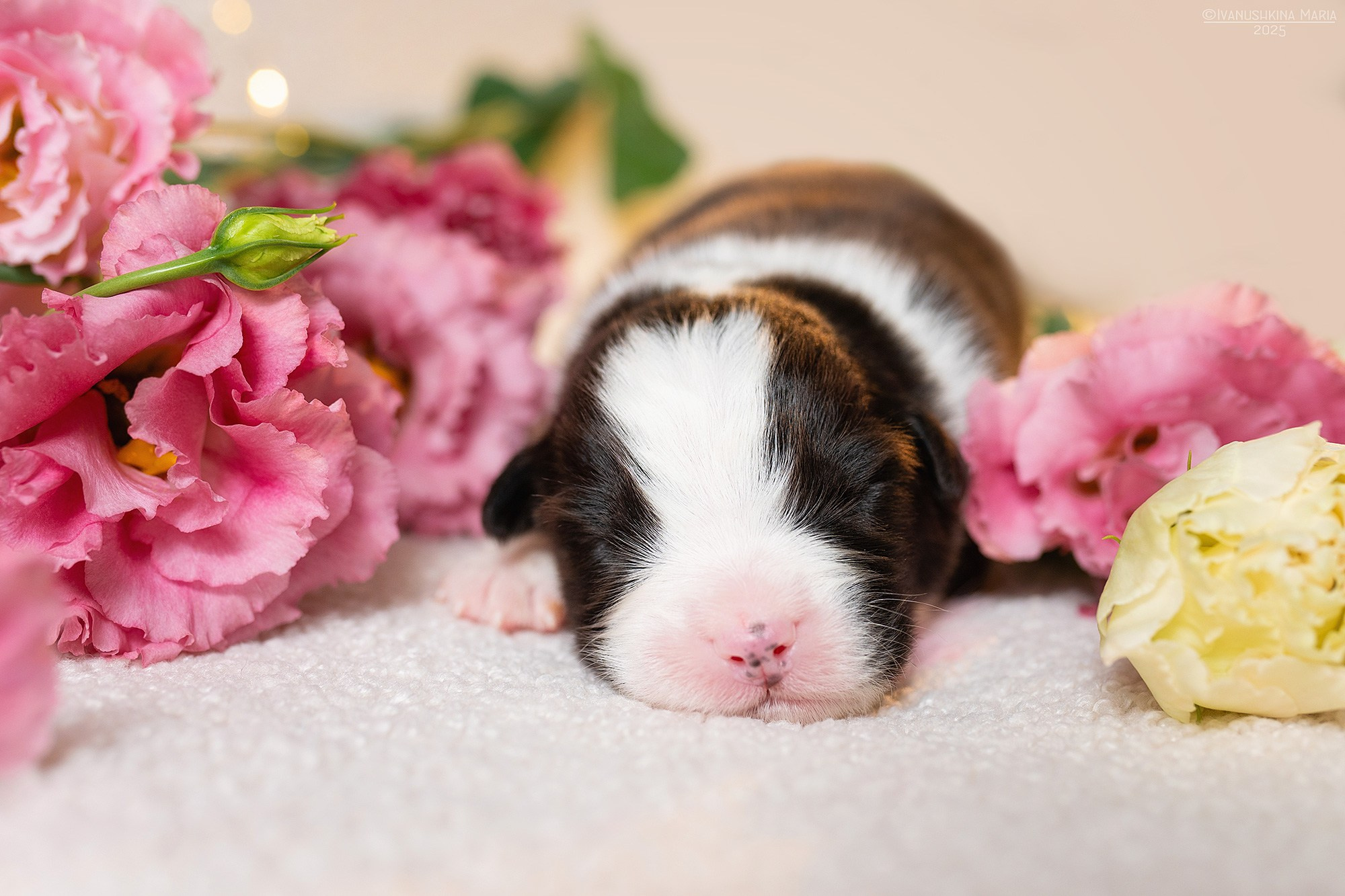 Ньюборн фотосессия щенков. Фотограф собак в Москве и Московской области Иванушкина Мария