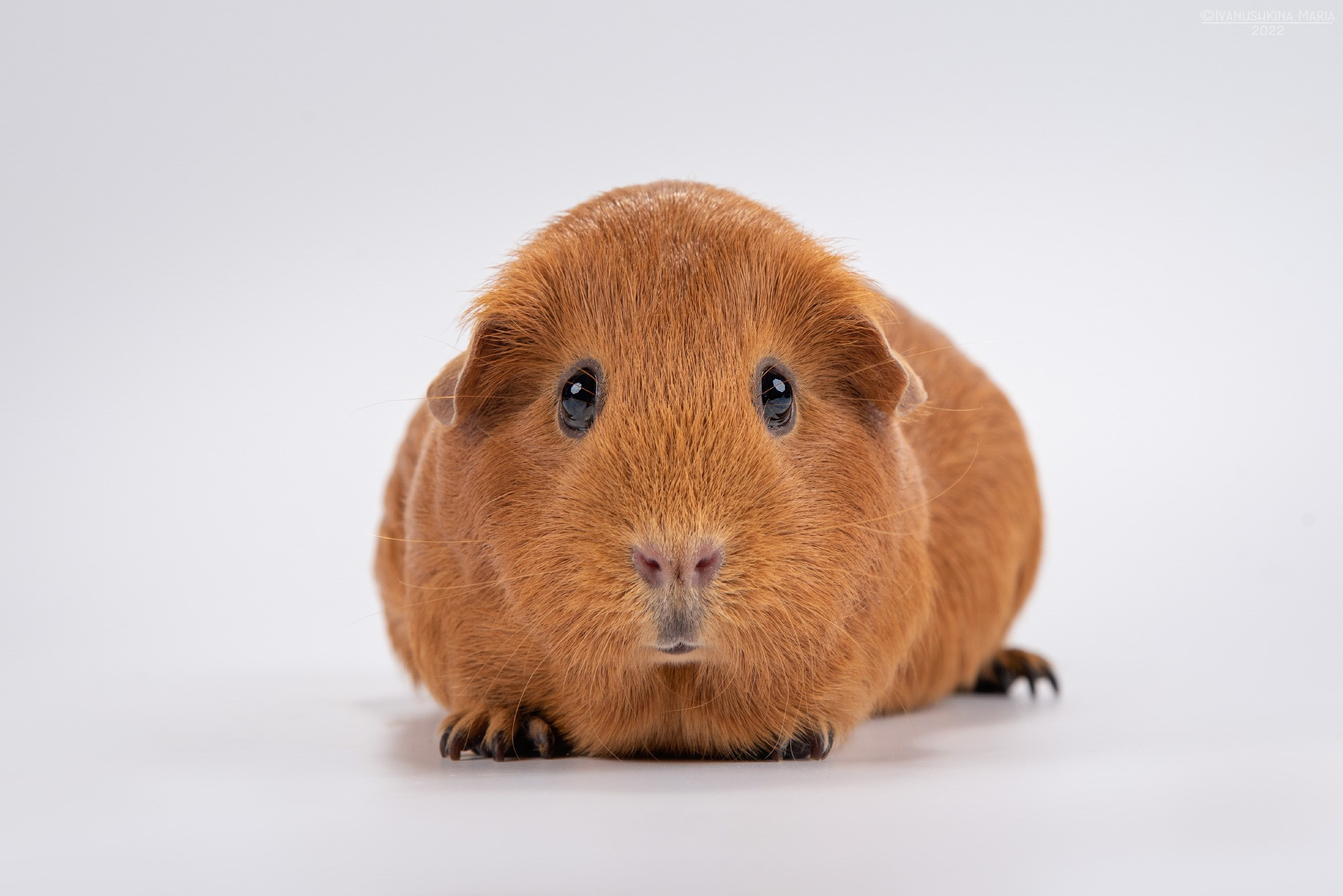 Фотосессии экзотических животных в студии. Фотограф собак в Москве и Московской области Иванушкина Мария