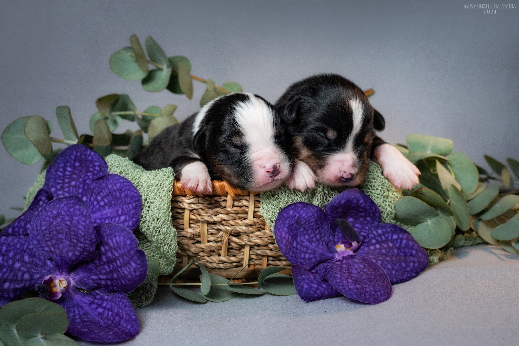 Ньюборн фотосессия щенков. Фотограф собак в Москве и Московской области Иванушкина Мария
