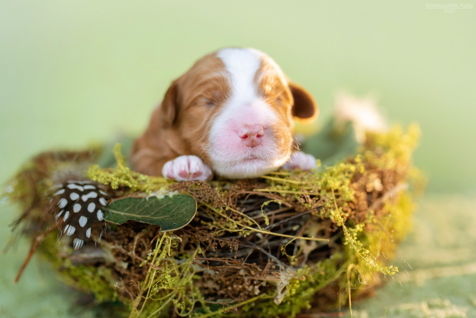 Ньюборн фотосессия щенков. Фотограф собак в Москве и Московской области Иванушкина Мария