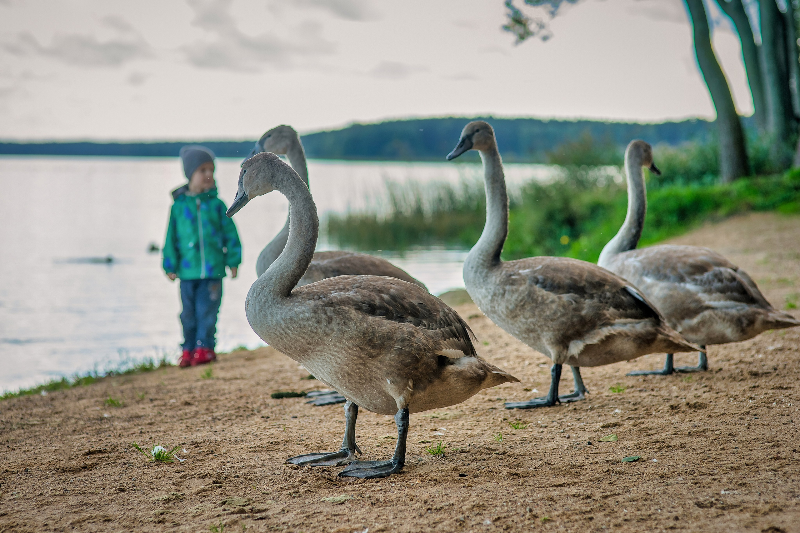 На озере Нарочь. Белоруссия