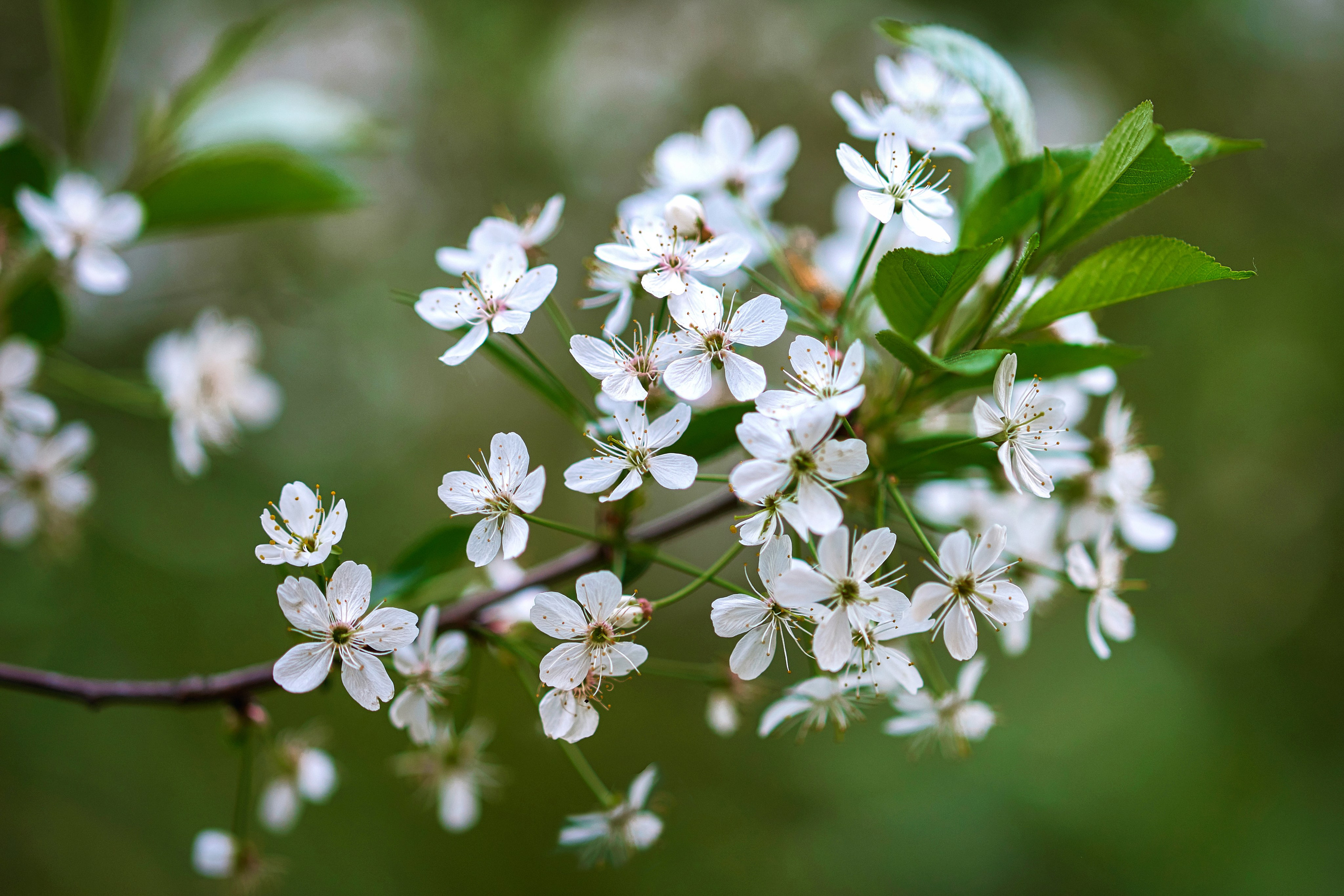 Наша мать — природа. Фотограф Владимир Артамонов