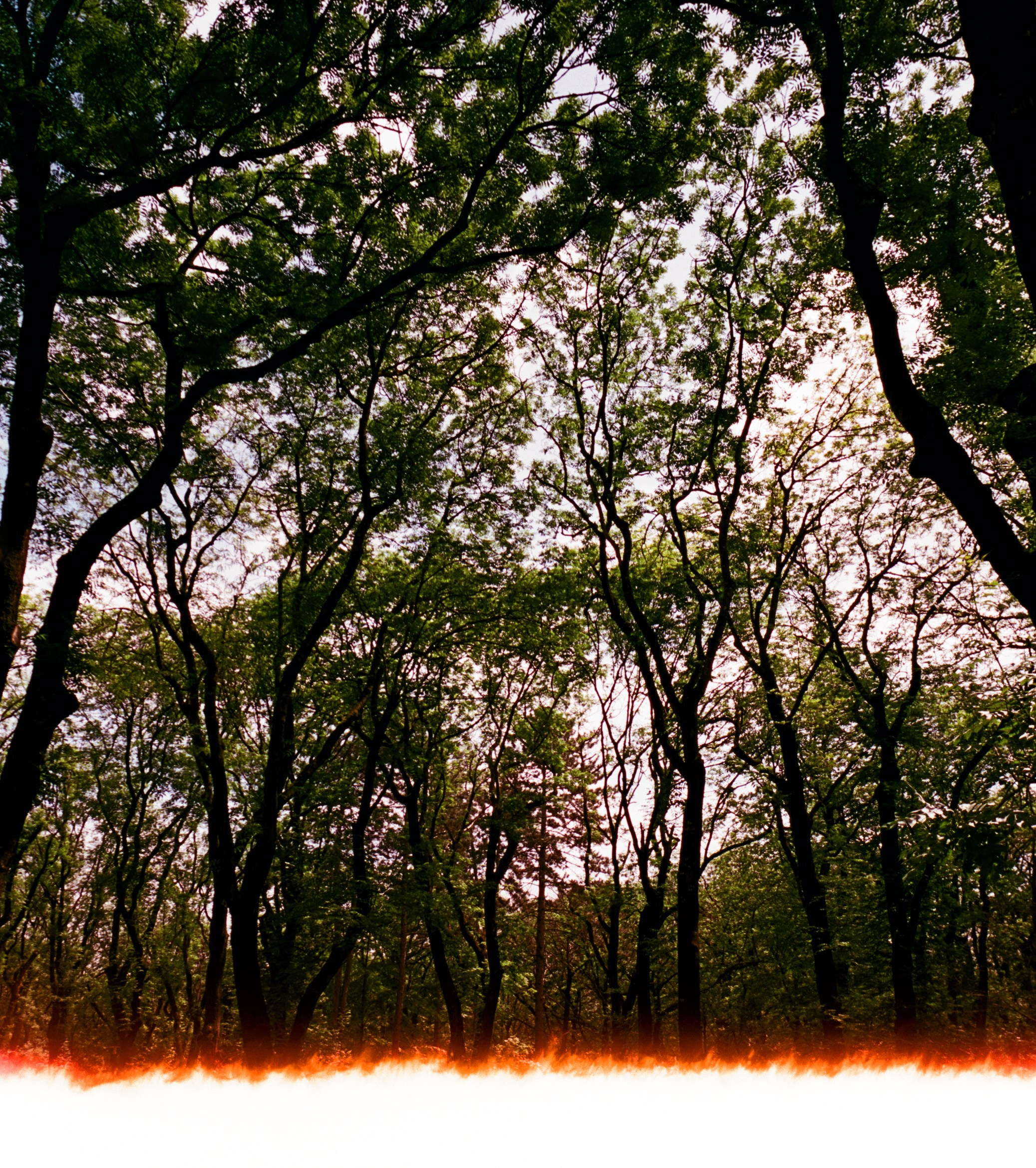 6 мая Парк Ессентуки / Voigtlander BESSA-T / Kodak Aerocolor IV