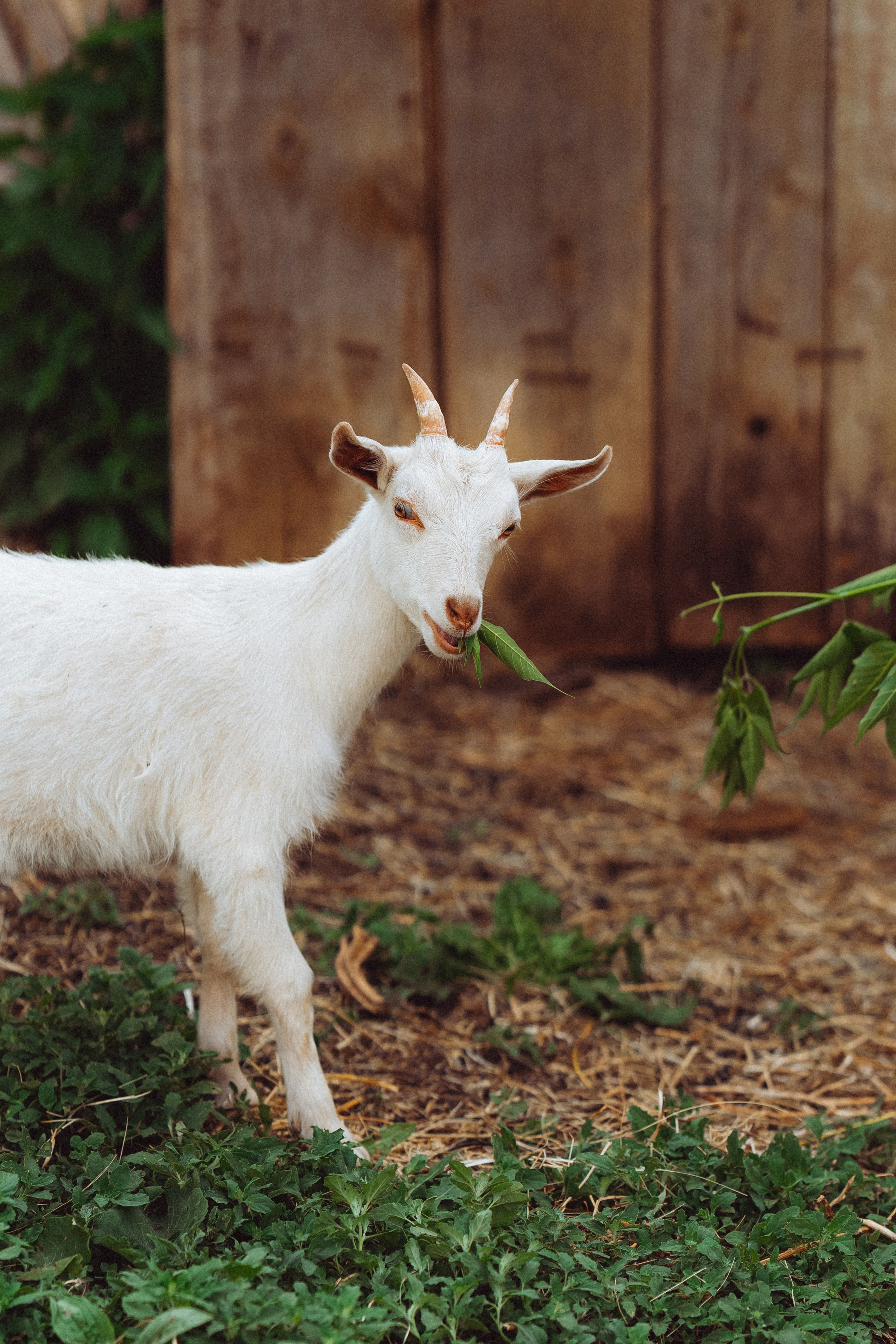 Сестрица Аленушка и братец Иванушка. Семейный и свадебный фотограф в Бугуруслане Екатерина Ронжина