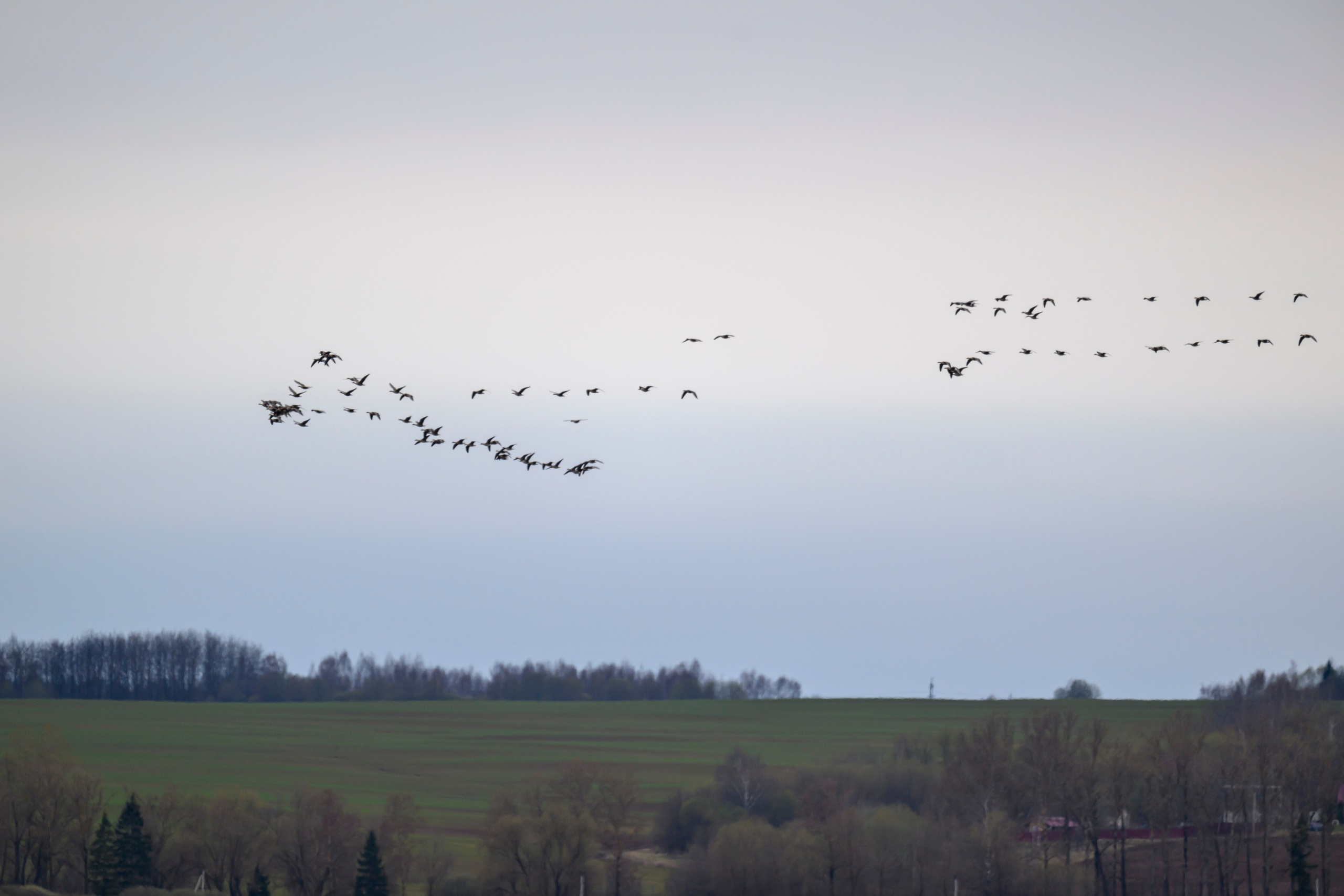 Бобр и куропатки. Wildlife photography by Sergey Puponin
